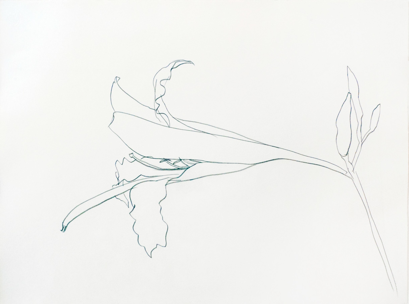 Ellsworth Kelly Easter Lily, 1984