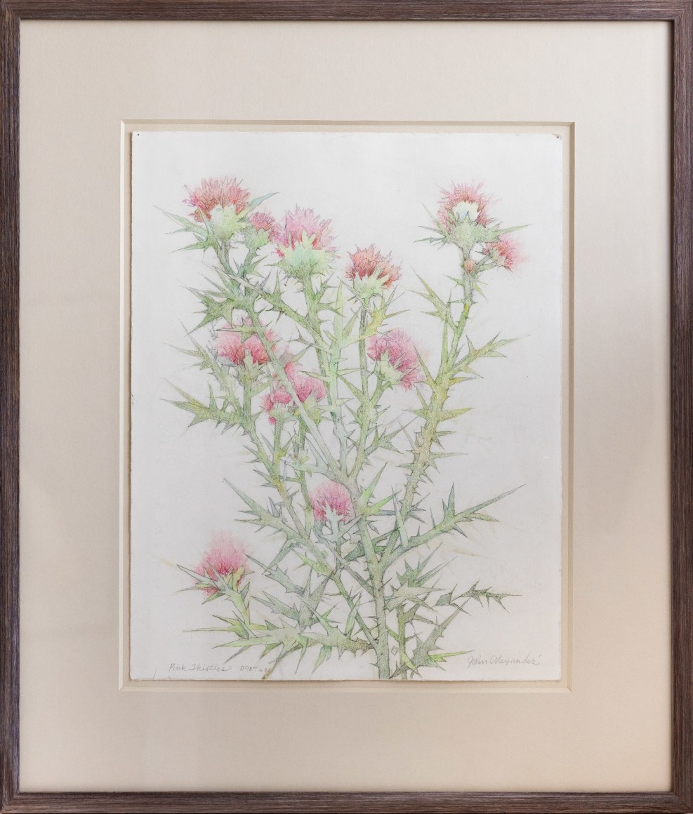 John Alexander Pink Thistles, 2021