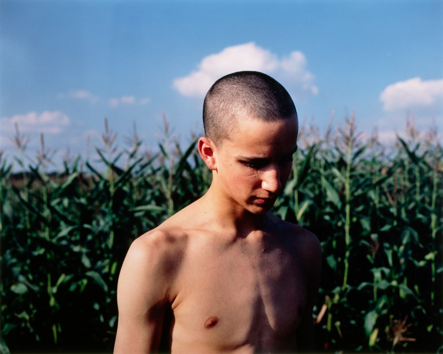 Collier Schorr, Overhead (Cornfield)