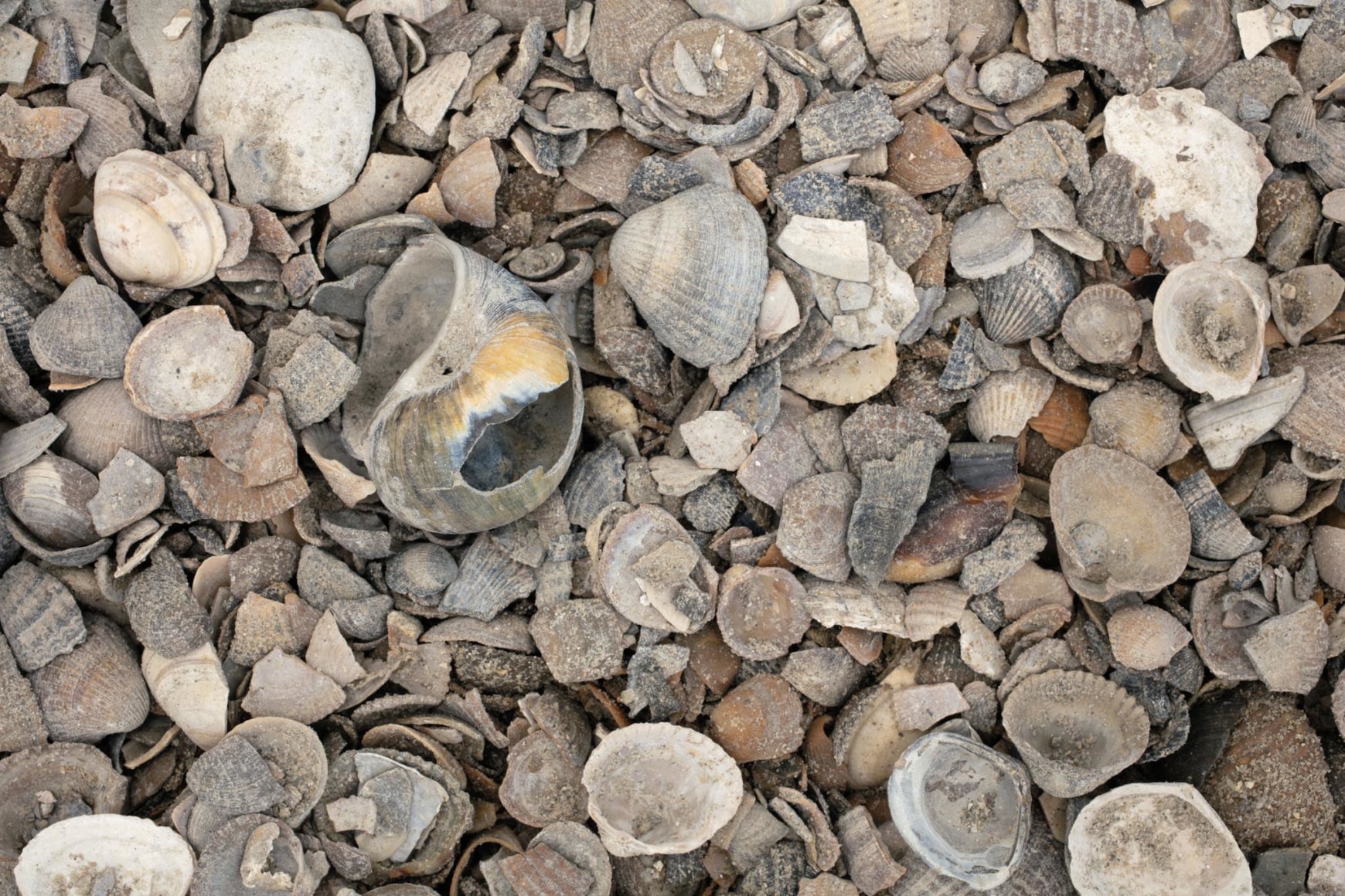 Muscle Memory (12 tonnes), 2021, Calcite hardscaping material from marine bivalves., Photo: Antonio Maniscalco