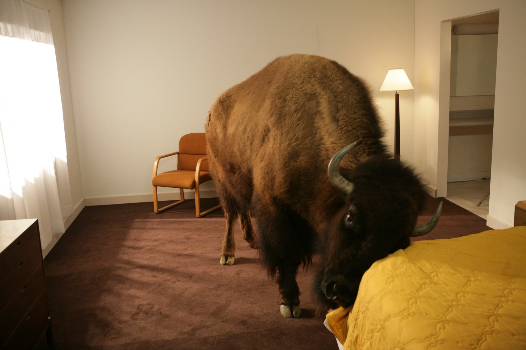 Doug Aitken, migration (empire), 2008