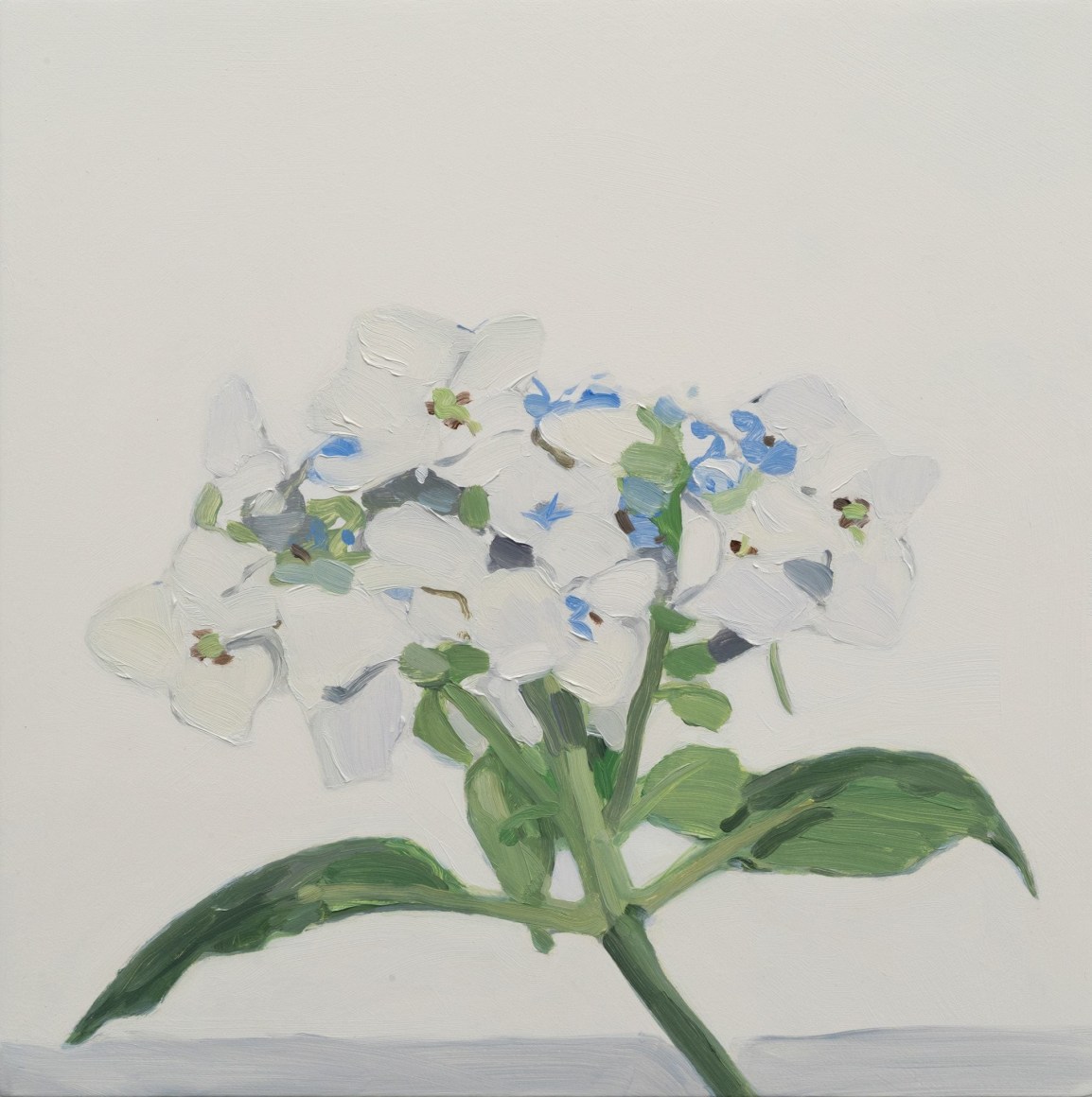 Maureen Gallace, White Flower July, 2015