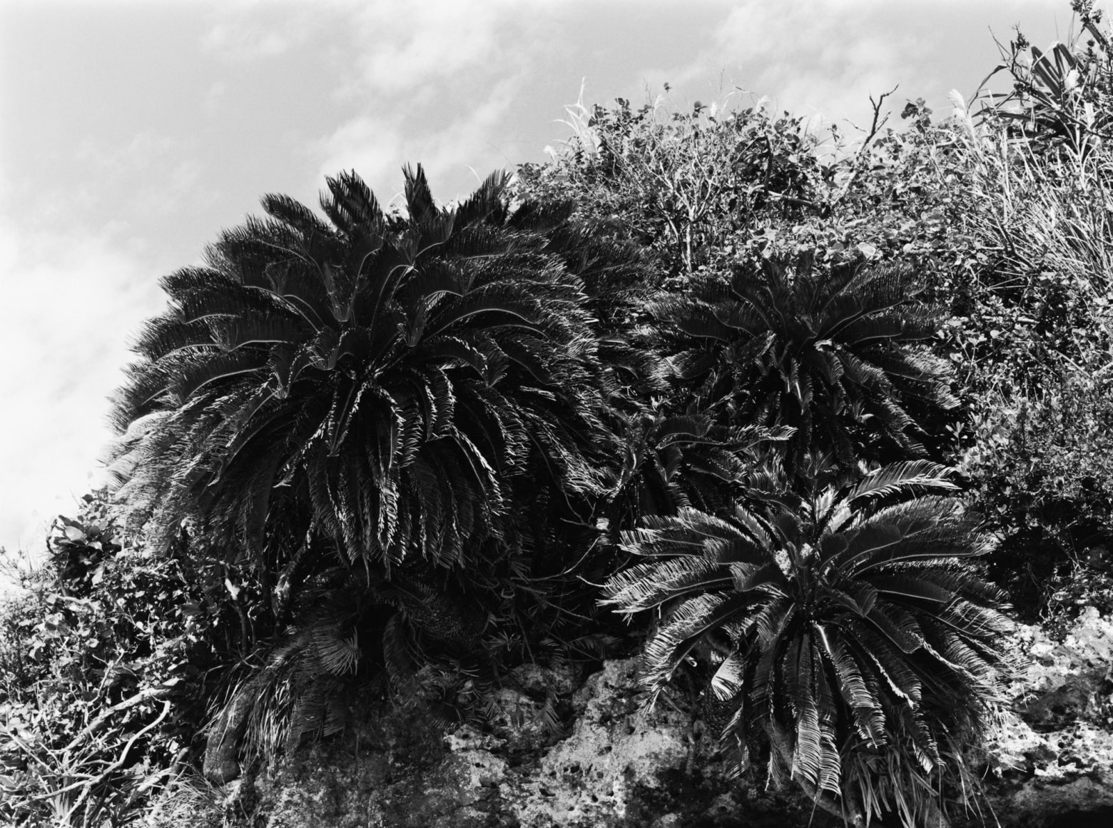 Collier Schorr, Okinawa