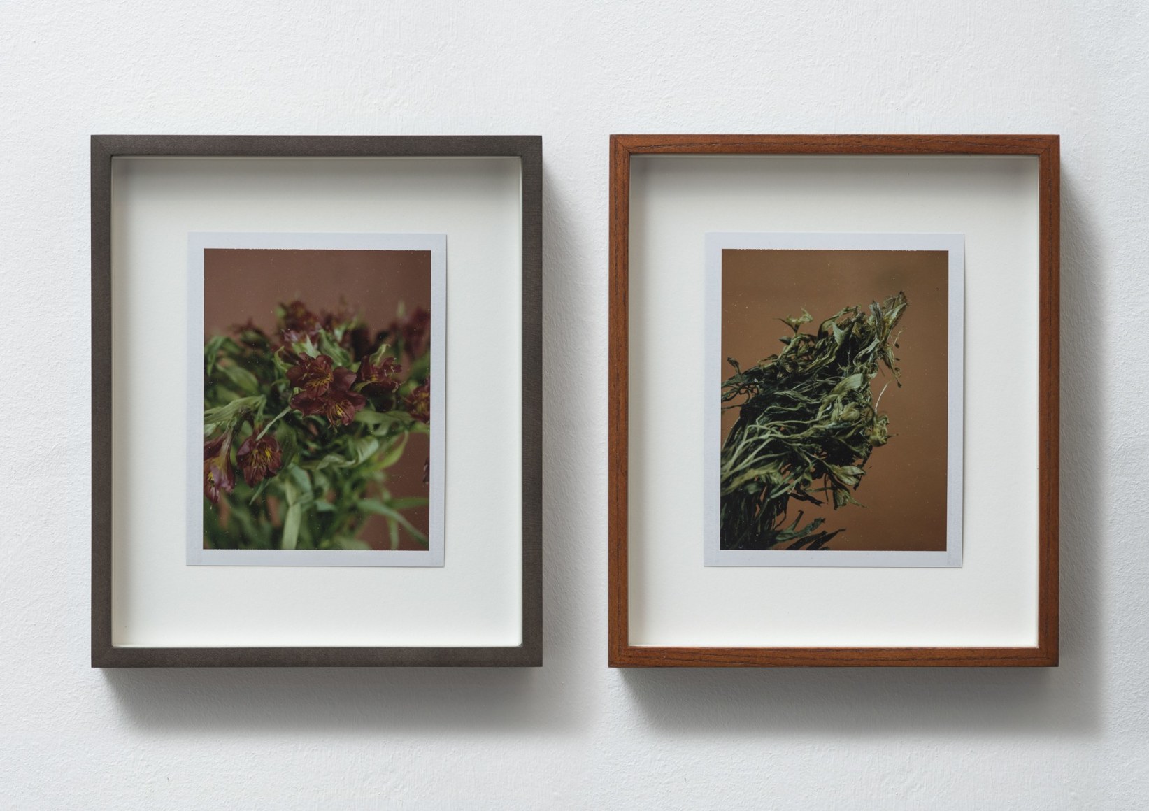 Sam Falls, Untitled (Life and Death, Peruvian Lilies), 2014