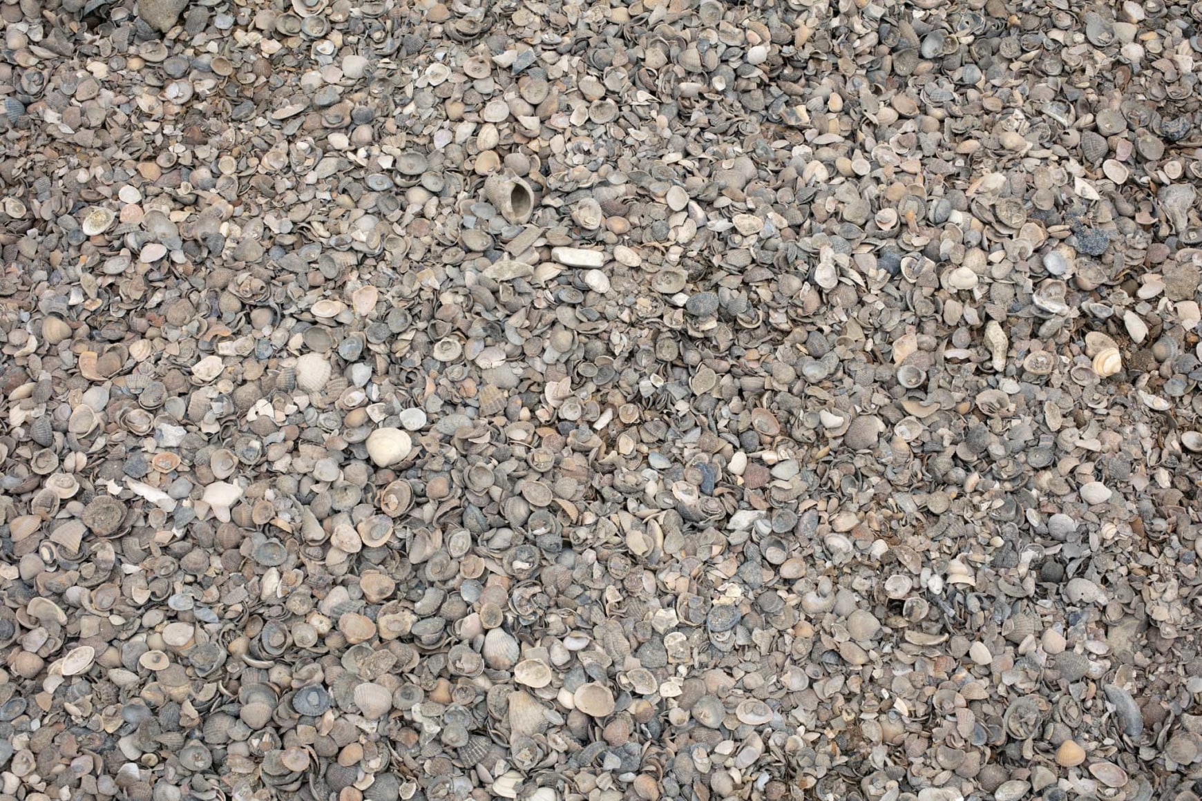 Muscle Memory (12 tonnes), 2021, Calcite hardscaping material from marine bivalves., Photo: Antonio Maniscalco