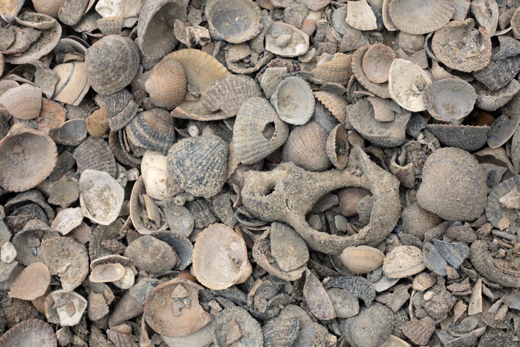 Muscle Memory (12 tonnes), 2021, Calcite hardscaping material from marine bivalves., Photo: Antonio Maniscalco