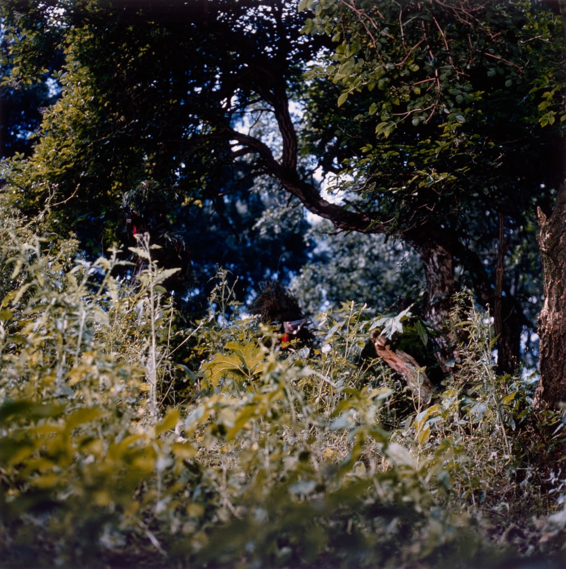 Collier Schorr, All Quiet (Reviengehed)