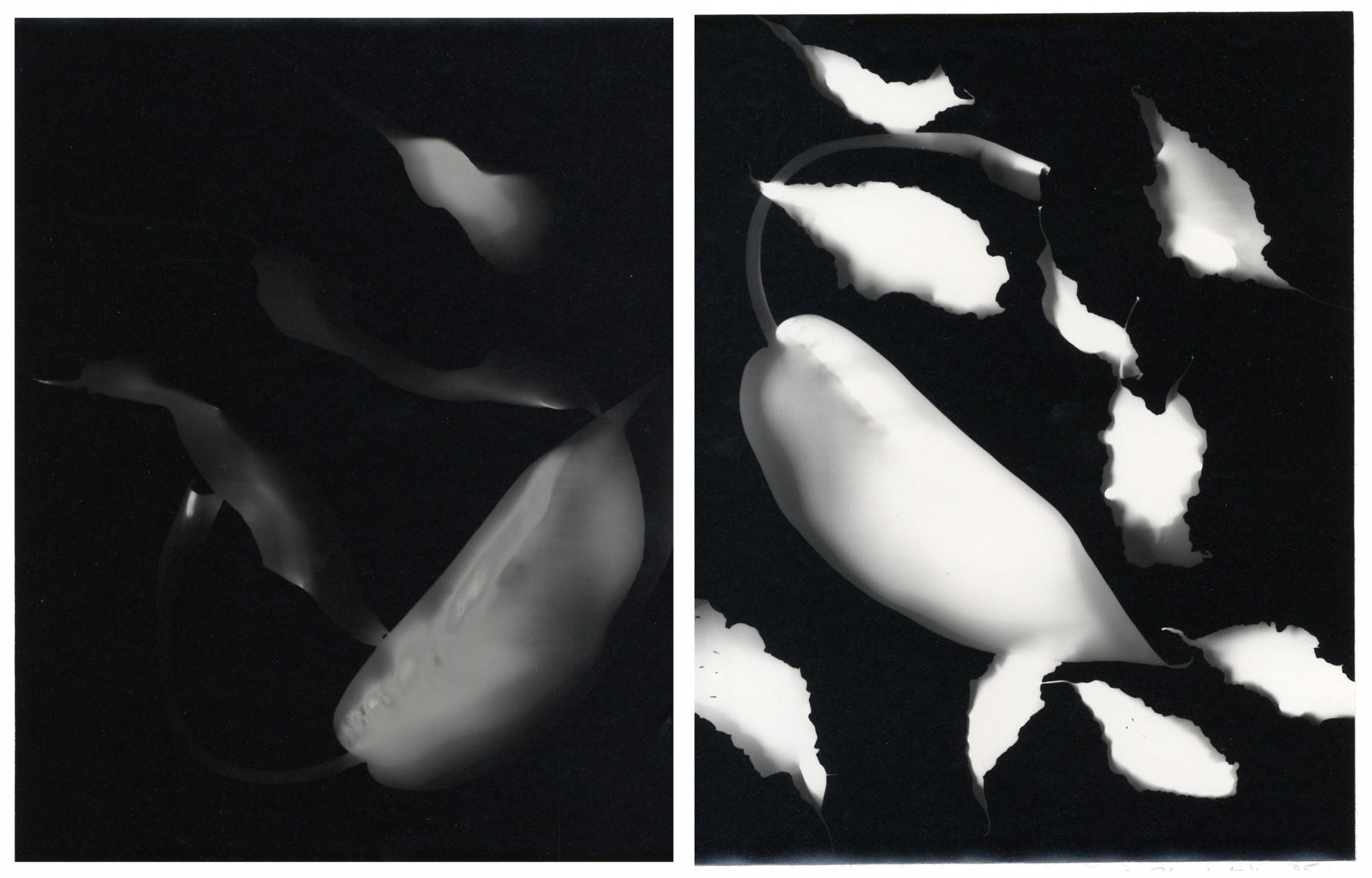 Untitled Photogram, circa 1991 Mounted gelatin silver prints