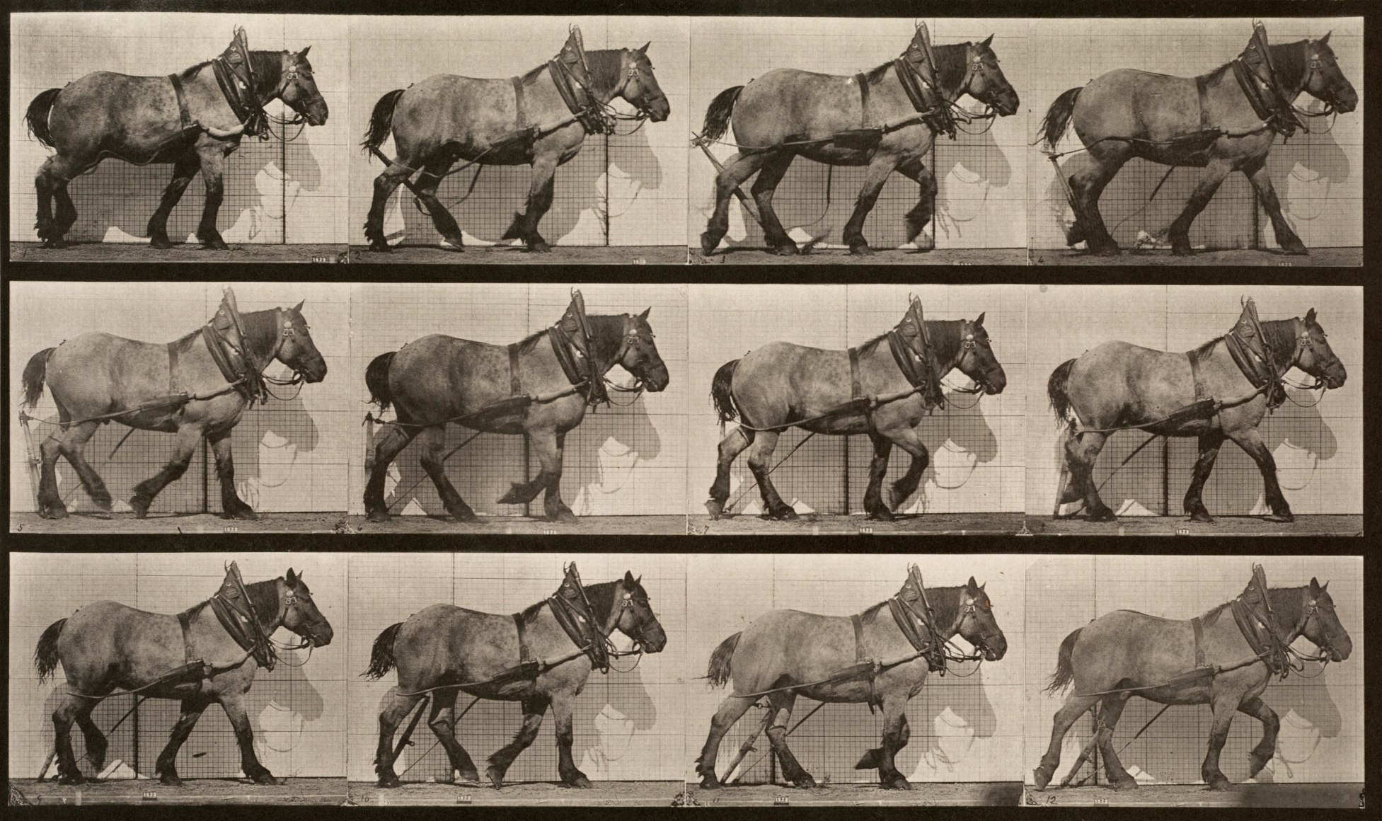Sequence of black and white photos showing a hauling horse in bridle
