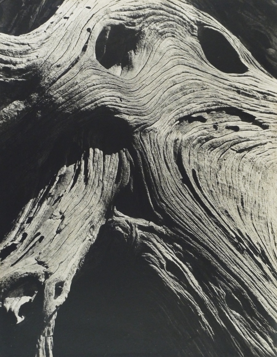 BRETT WESTON (American: 1911 &ndash; 1993), Cypress, Point Lobos (1929)