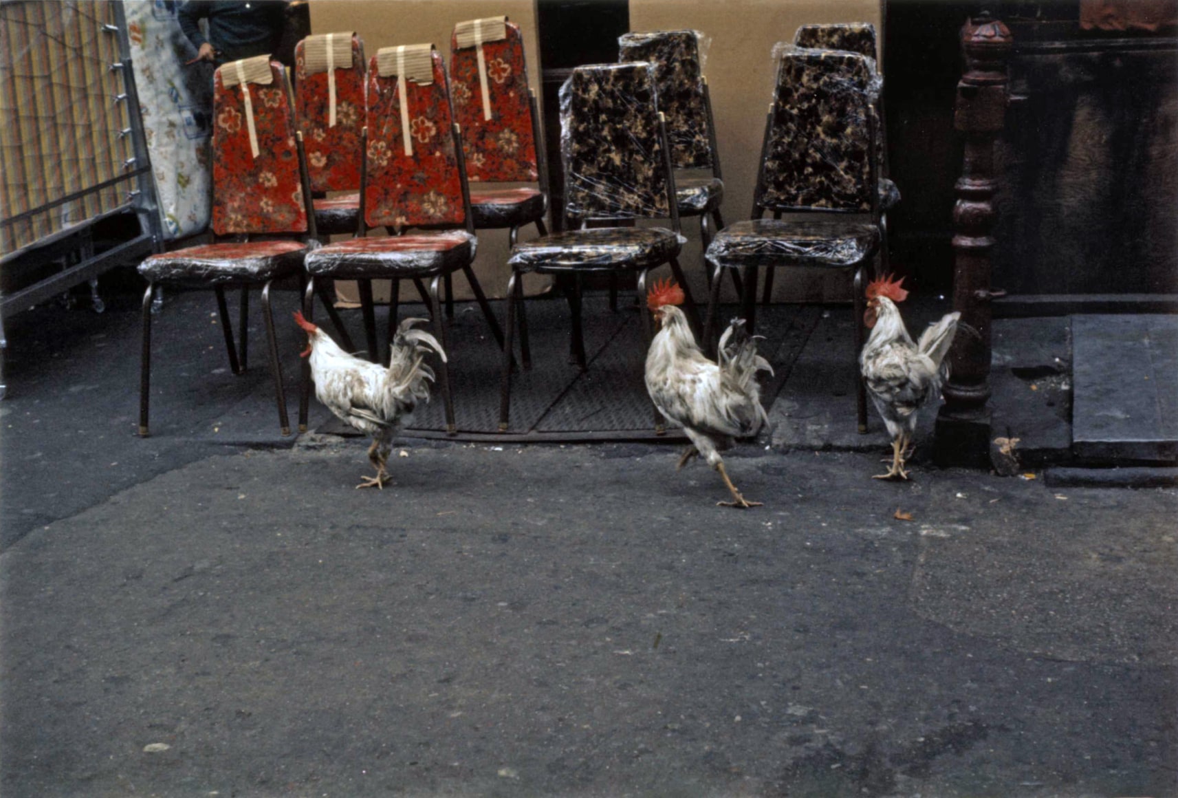 Color photograph of three chickens walking past restaurant chairs that are lined up on a sidewalk