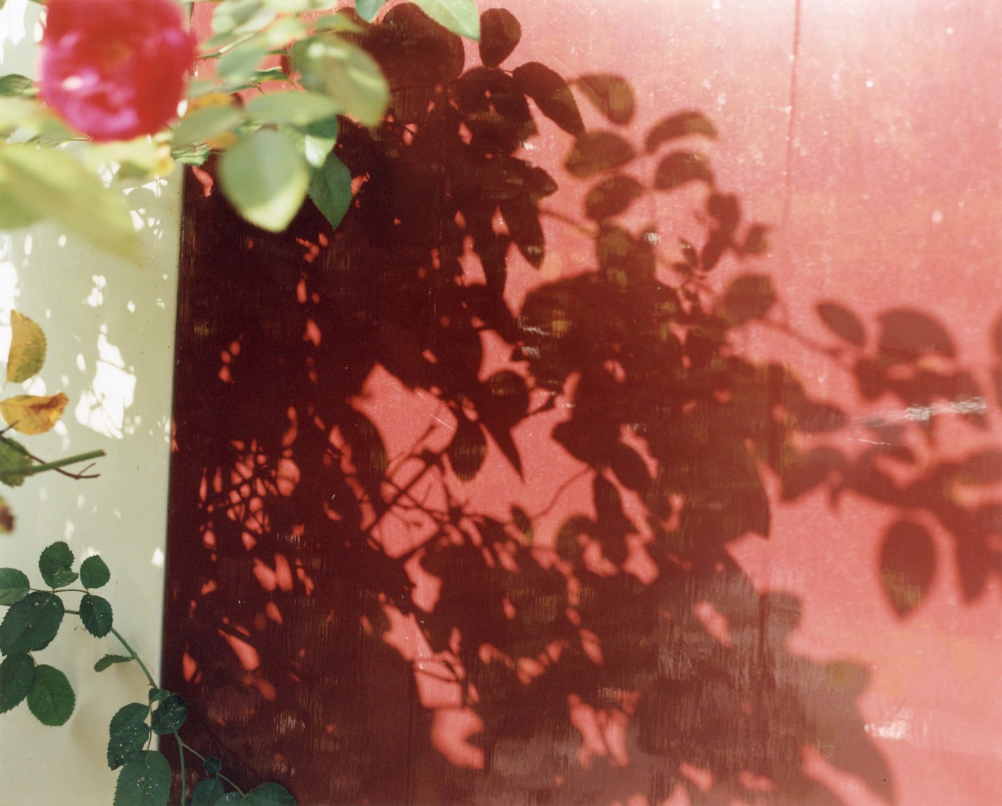 Yoko Ikeda ​Amsterdam, Netherlands 2015