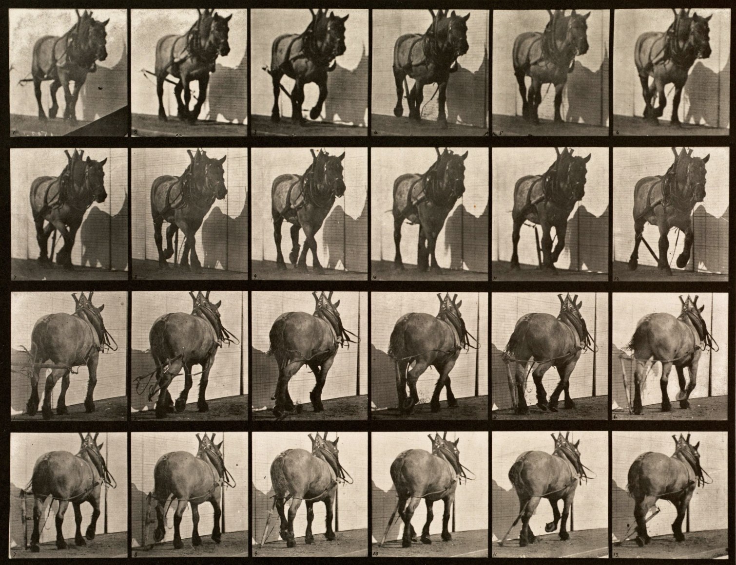 Sequence of black and white photos showing the movements of a hauling horse