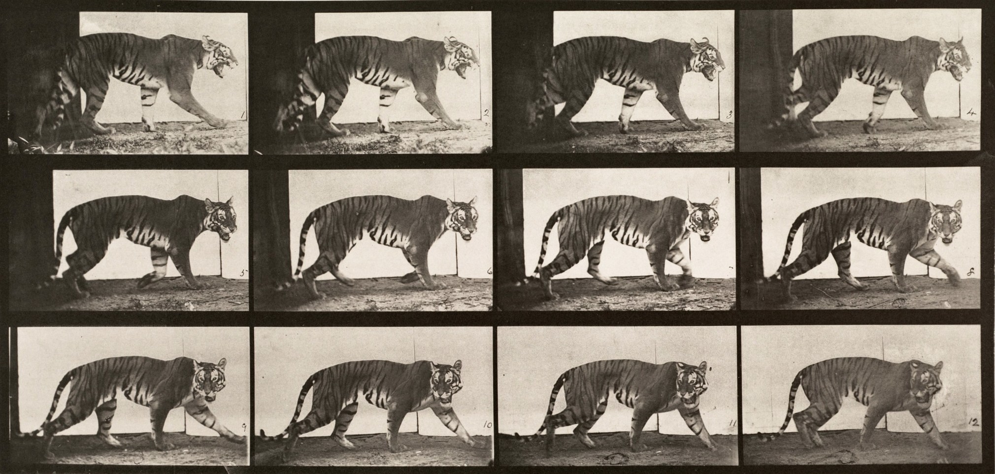 Sequence of black and white photos showing a tigress lion pacing.