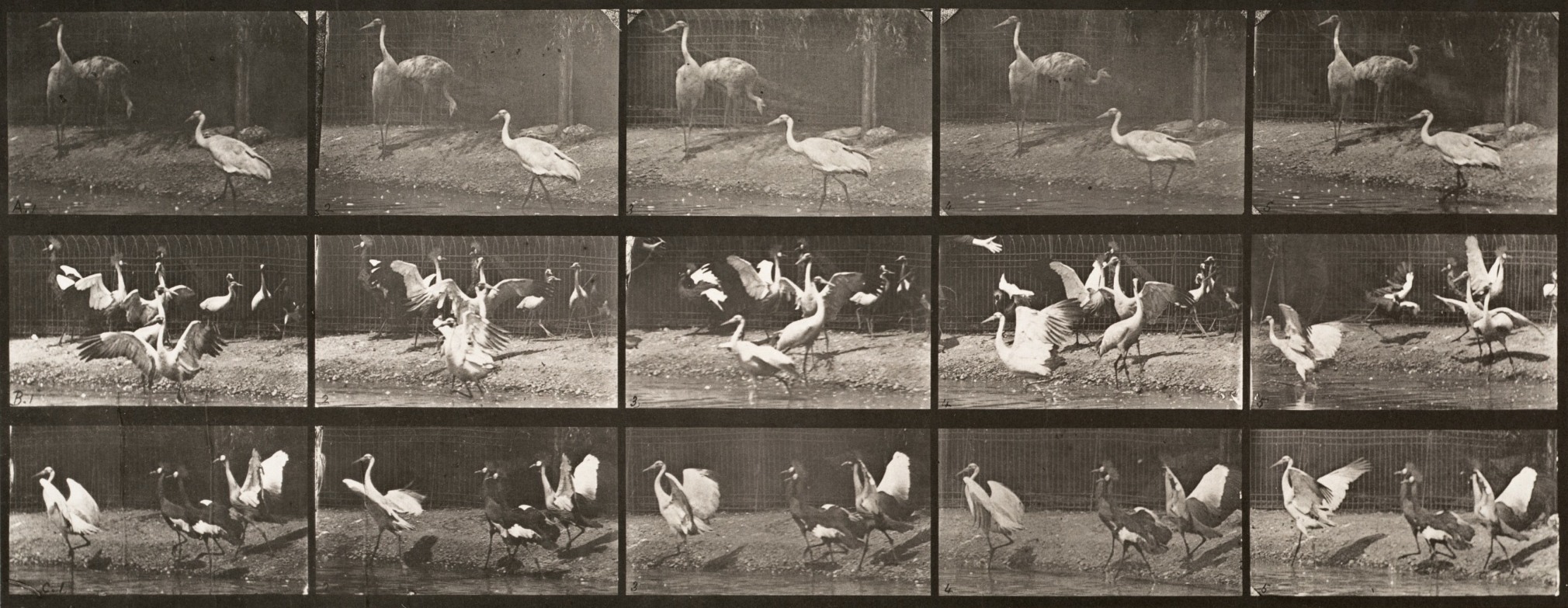 Sequence of black and white photos showing the movements of a group of storks by the waterside