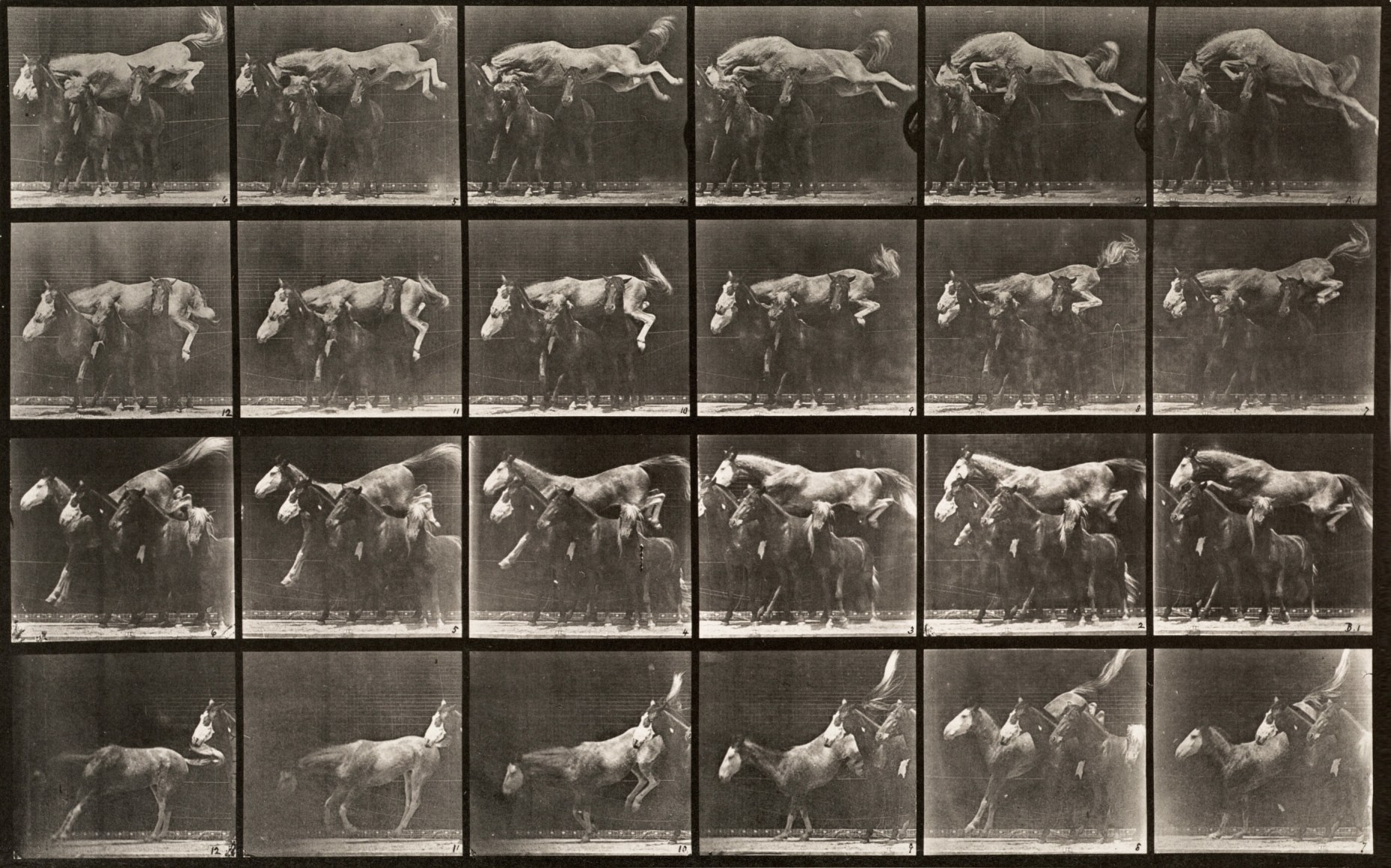 Sequence of black and white photos showing the movements of a horse jumping over three other horses