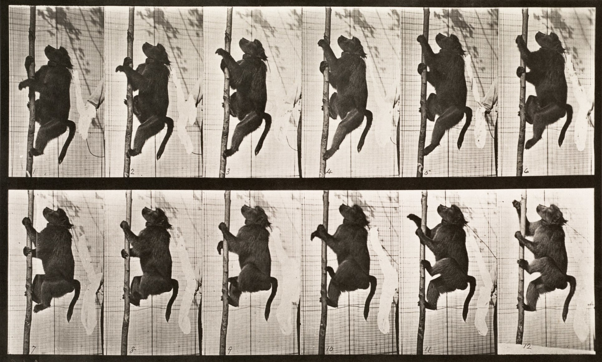 Sequence of black and white photos showing the movements of a baboon climbing a pole in front of a gridded background