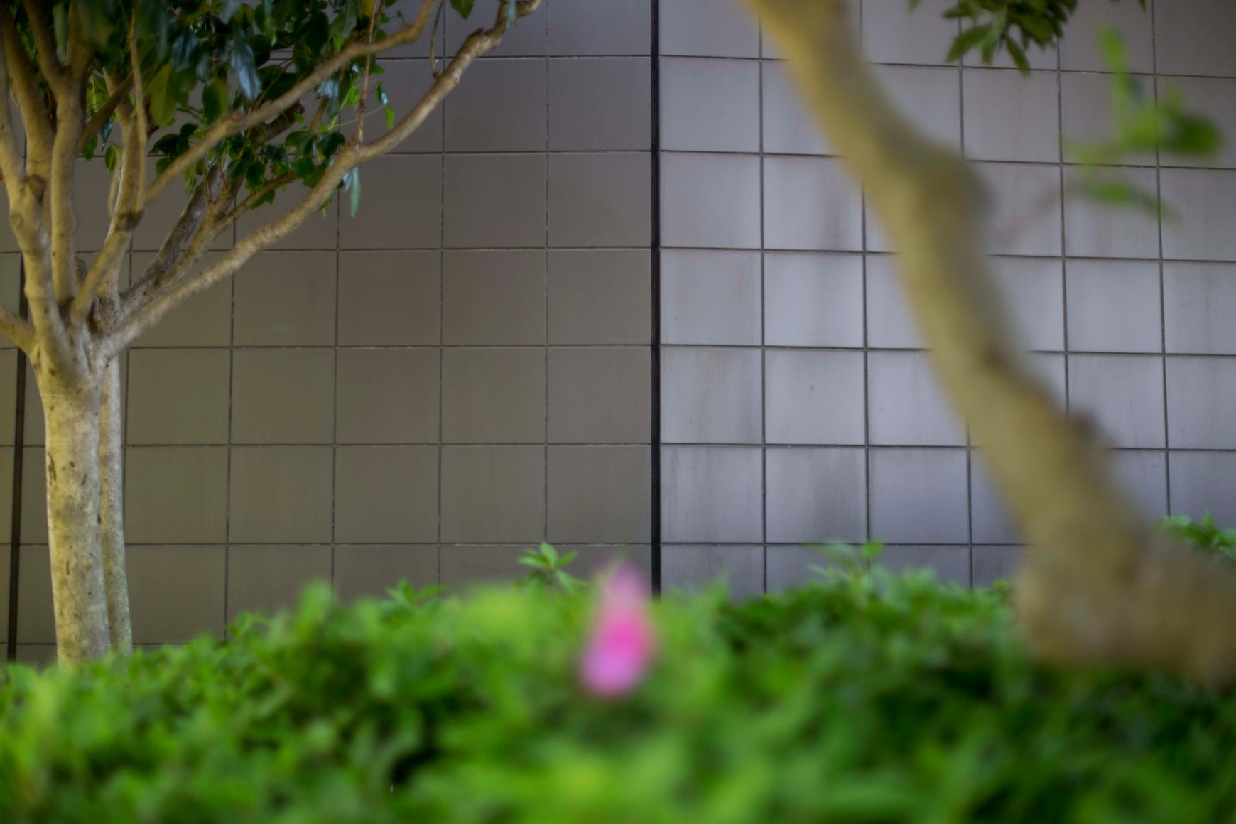 Color photograph of trees and a flower blooming in front of the corner of a modern building with square siding.