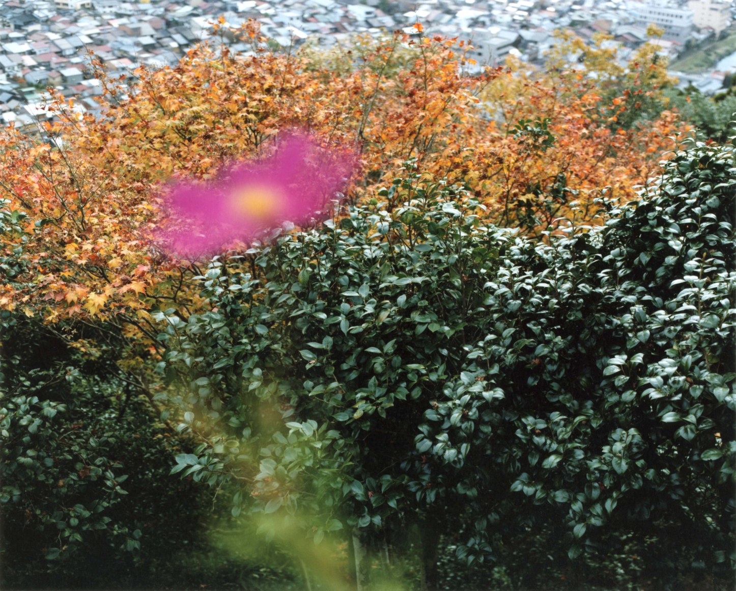 Yoko Ikeda ​Gujo City, Gifu Prefecture 2017