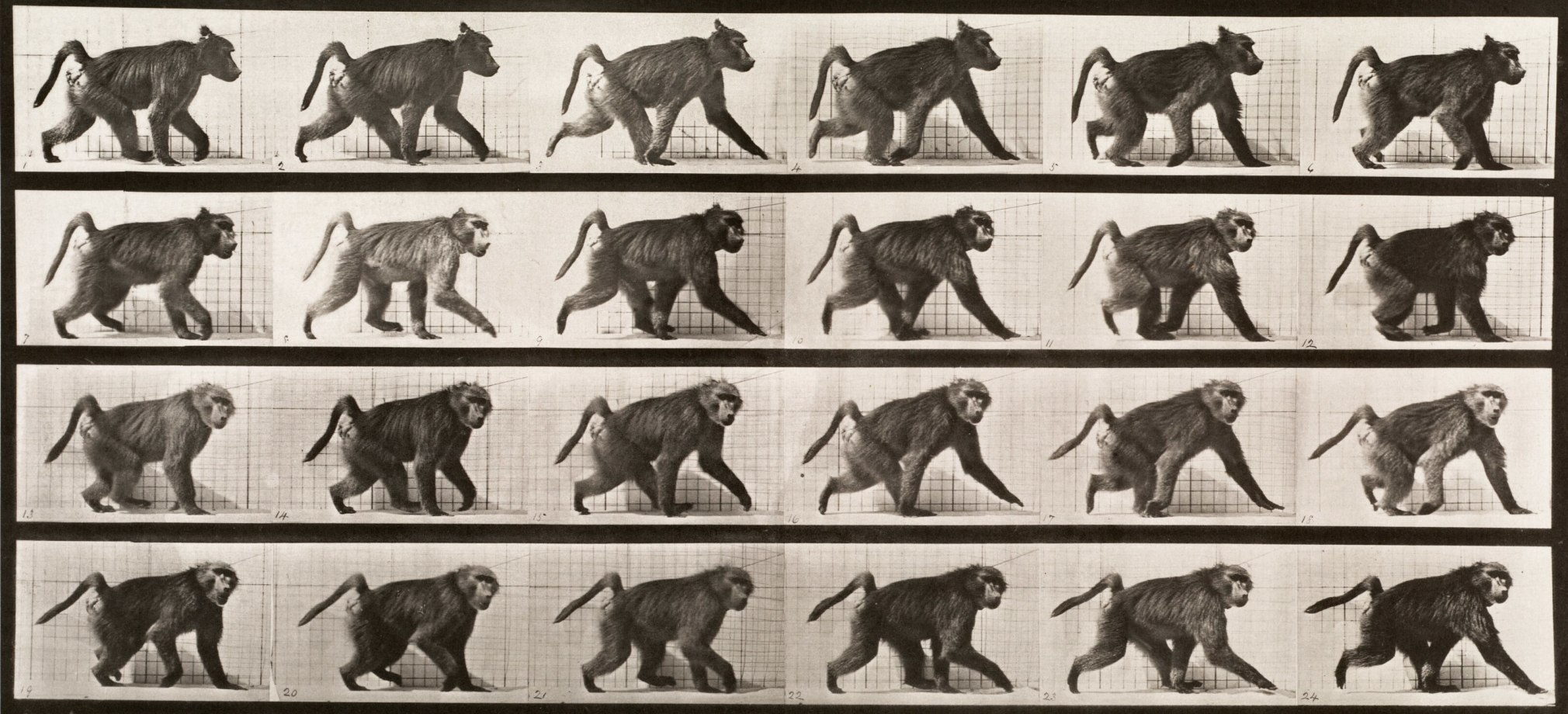 Sequence of black and white photos showing the movements of a baboon walking in front of a gridded background