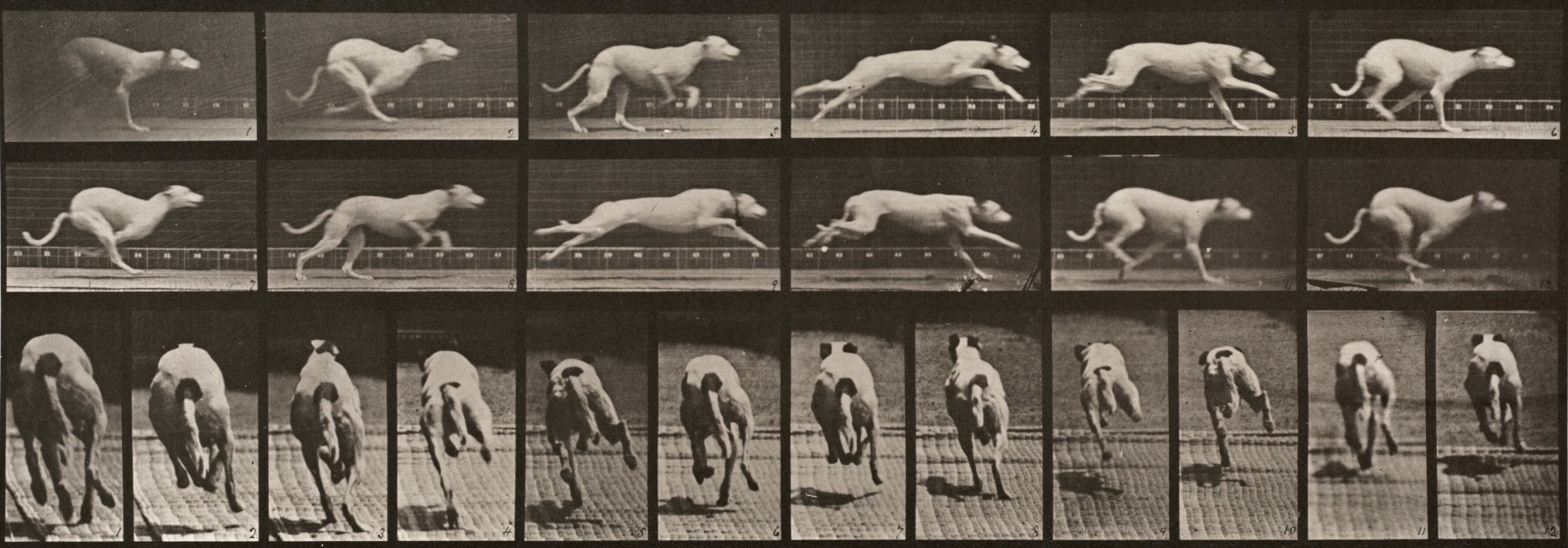 Sequence of black and white photos showing the movements of a running racing dog