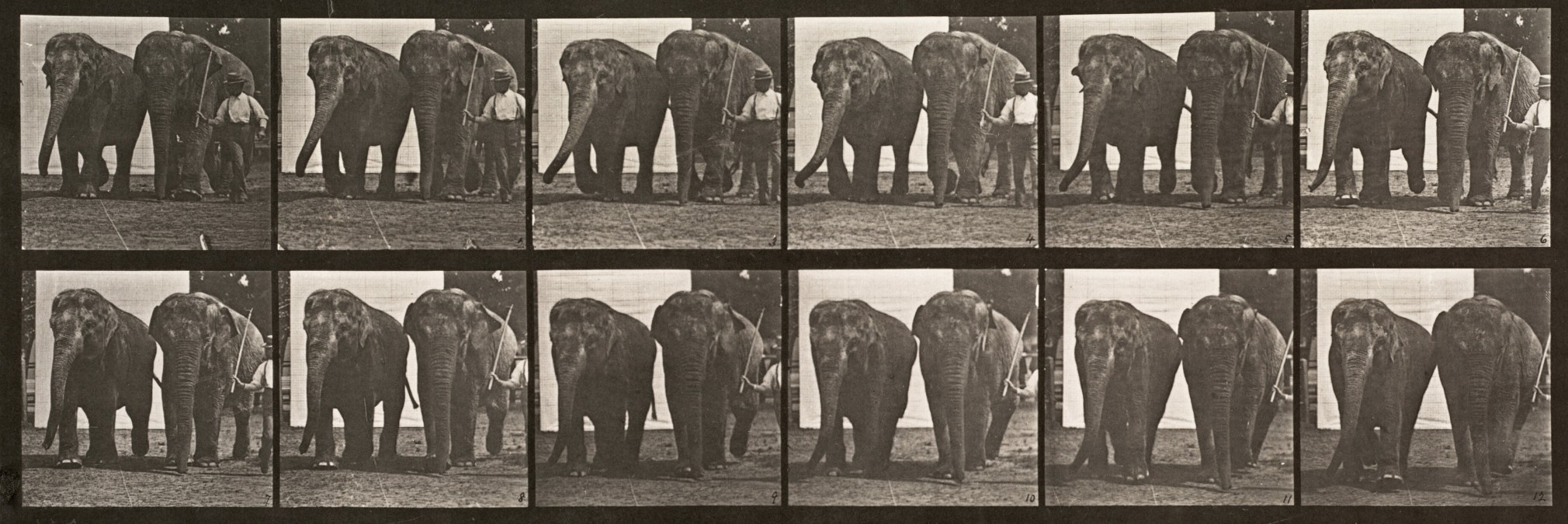 Sequence of black and white photos showing the movements of a two elephants walking a with an animal trainer