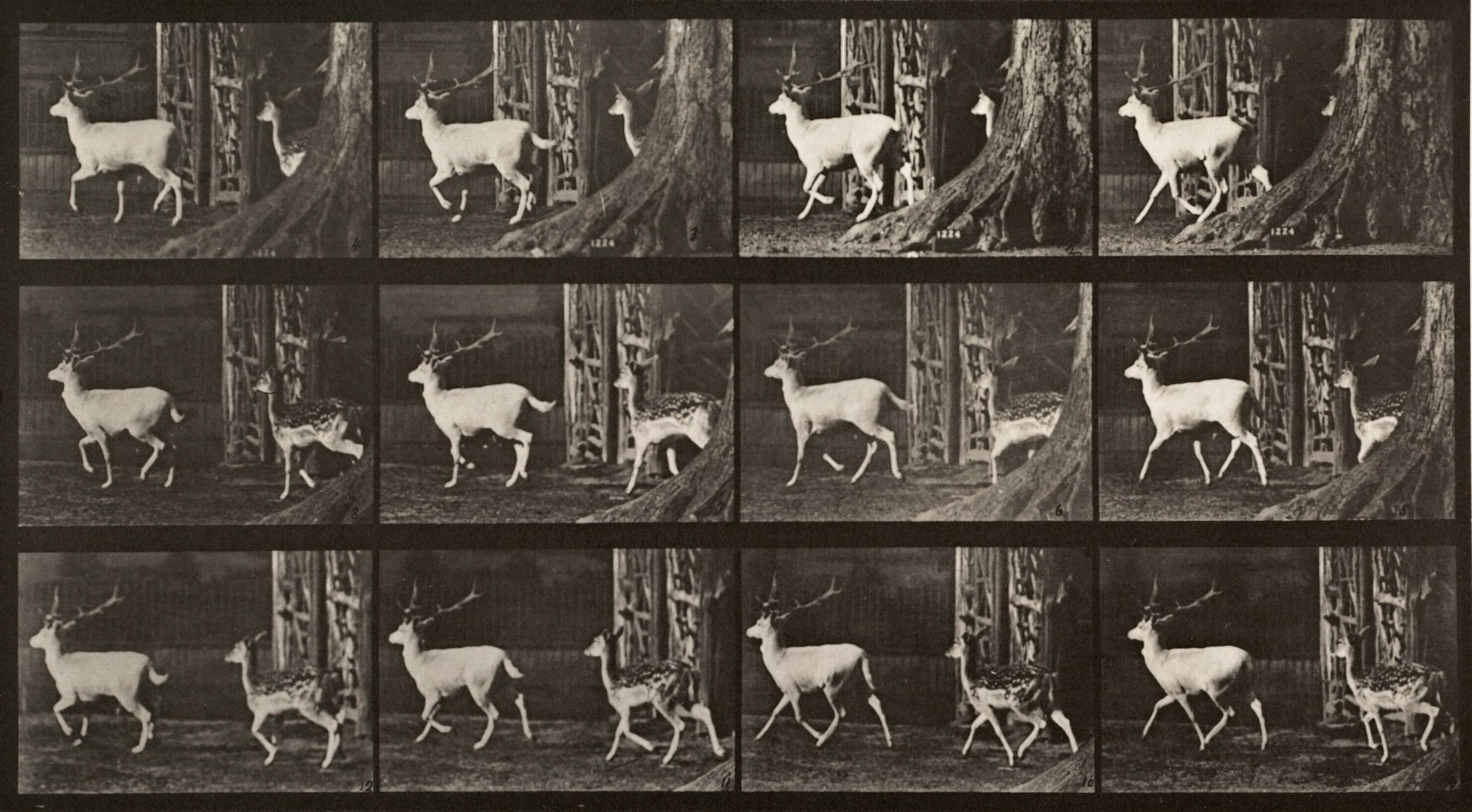 Sequence of black and white photos showing the movements of a trotting male and female deer