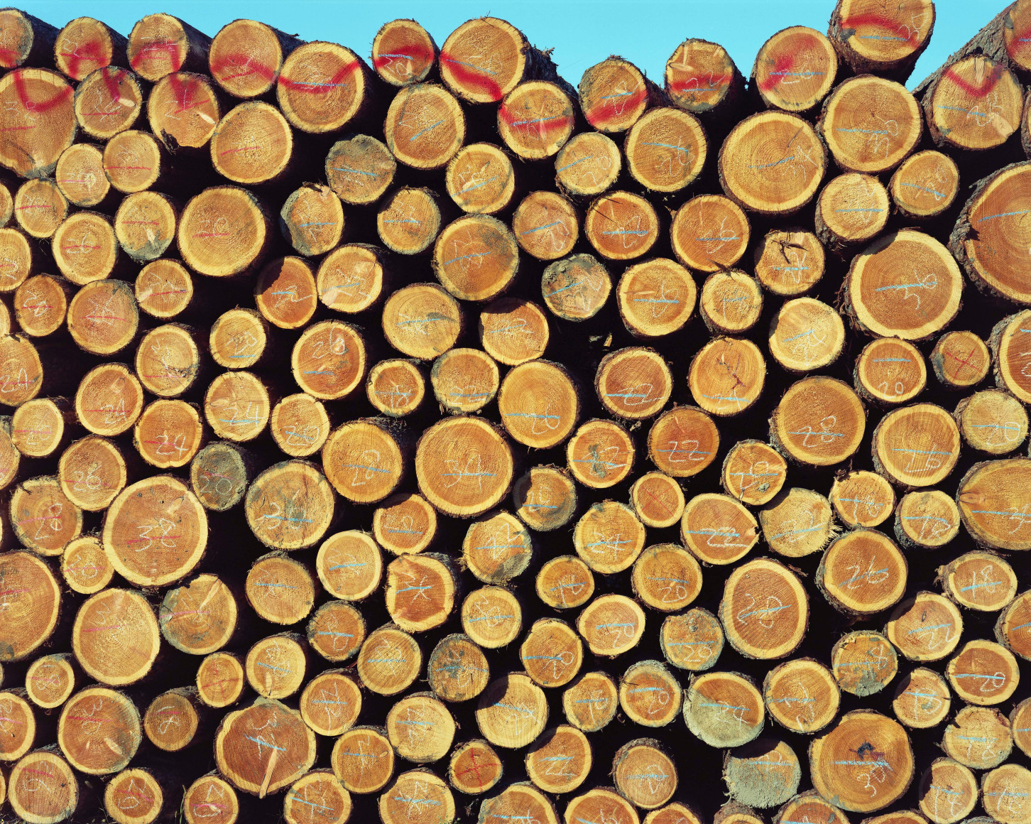 Tight cropped rn color ephoto of the cricular pattern created by the sawed off ends of a large pile logged trees. A glimpse of blue sky is visible at the top of the frame, and numbered markings are visible on the sawed end of the logs.