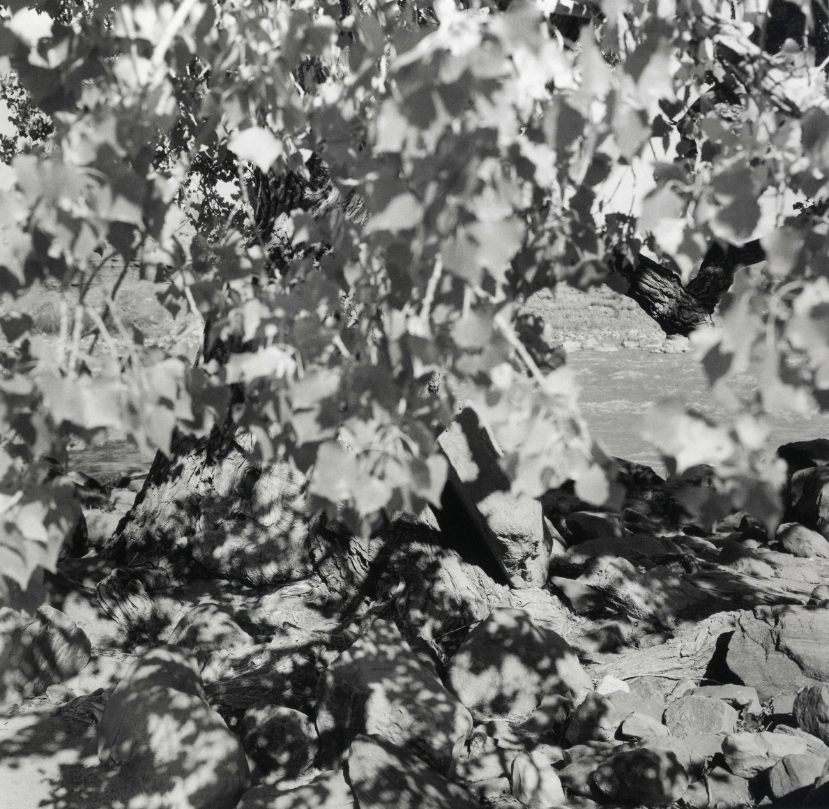 Black and white too showing th sun dappled ground beneath a tree trunk and leaves