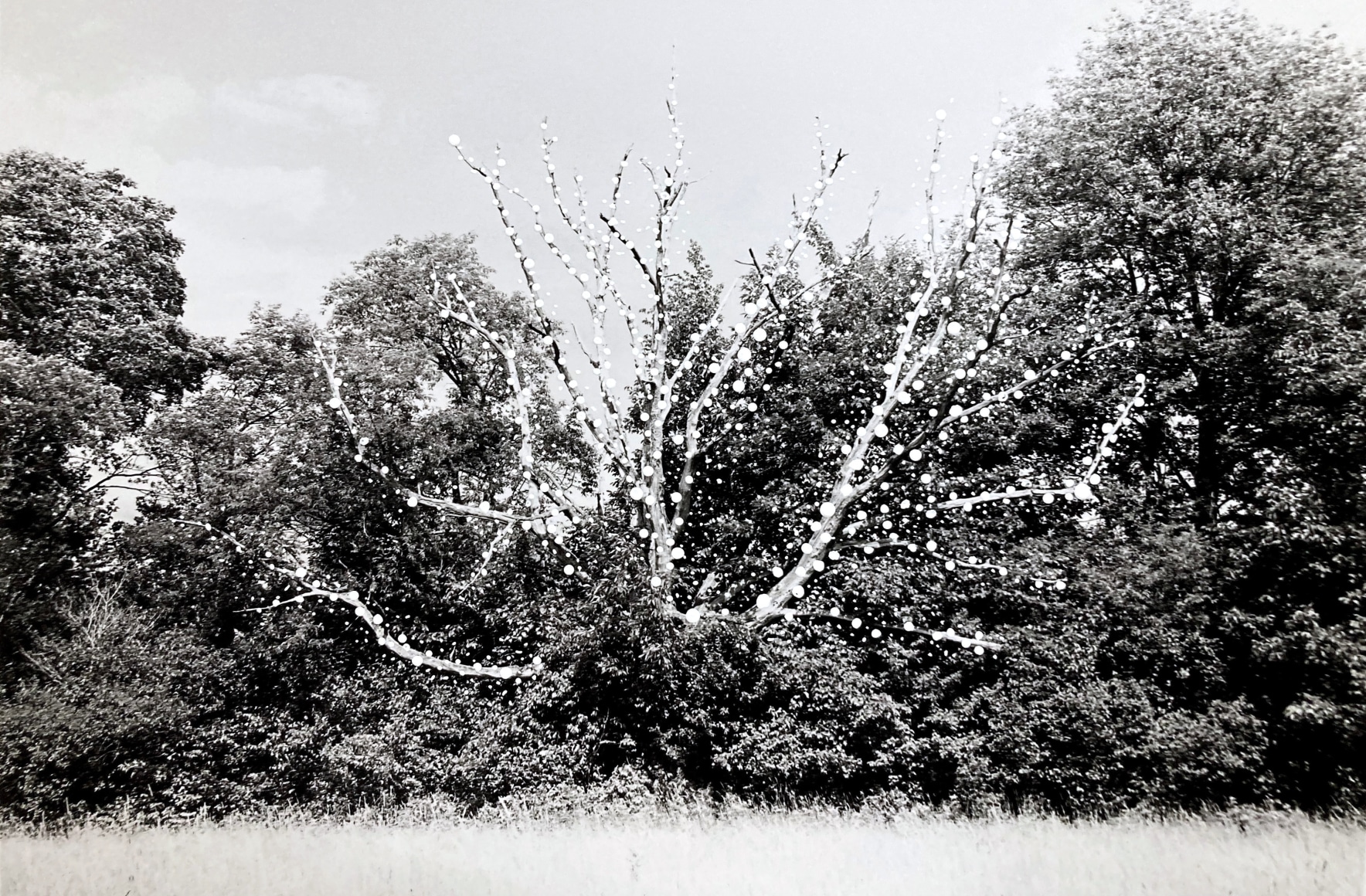 Black and white photo of a dead tree, the photo print has white dots painted onto the tree