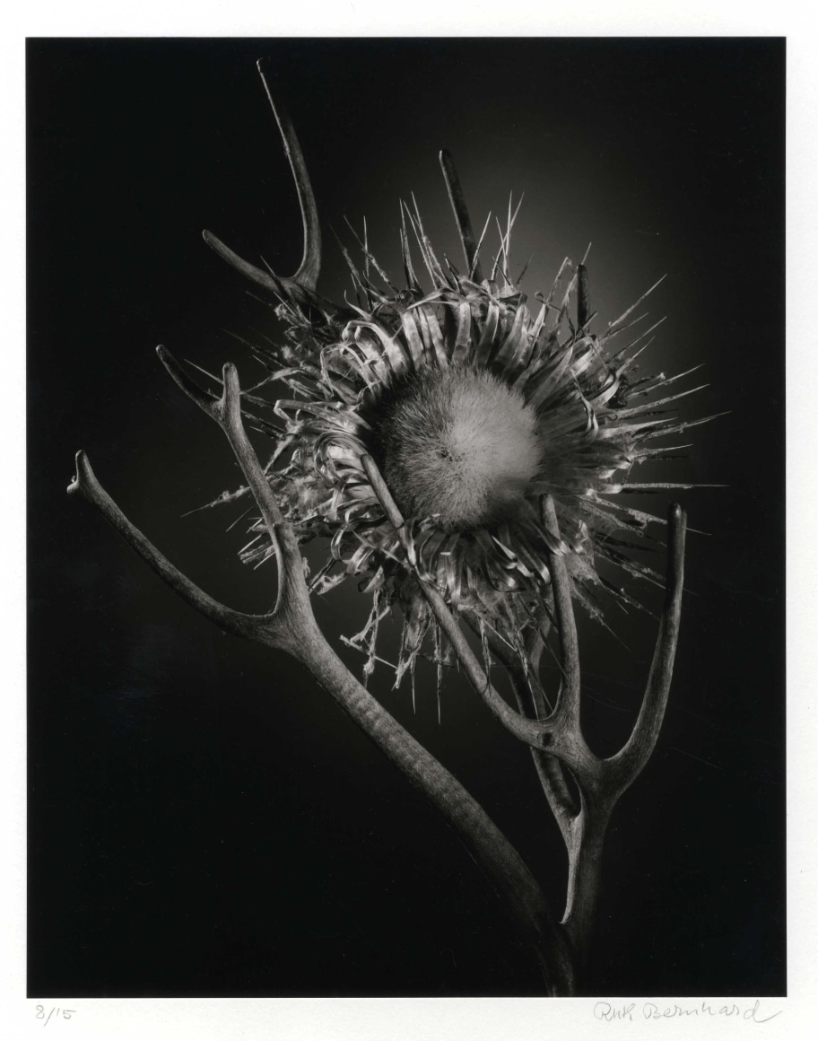 Ruth Bernhard, The Gift of the Commonplace, 1935-1970 (published 1976)