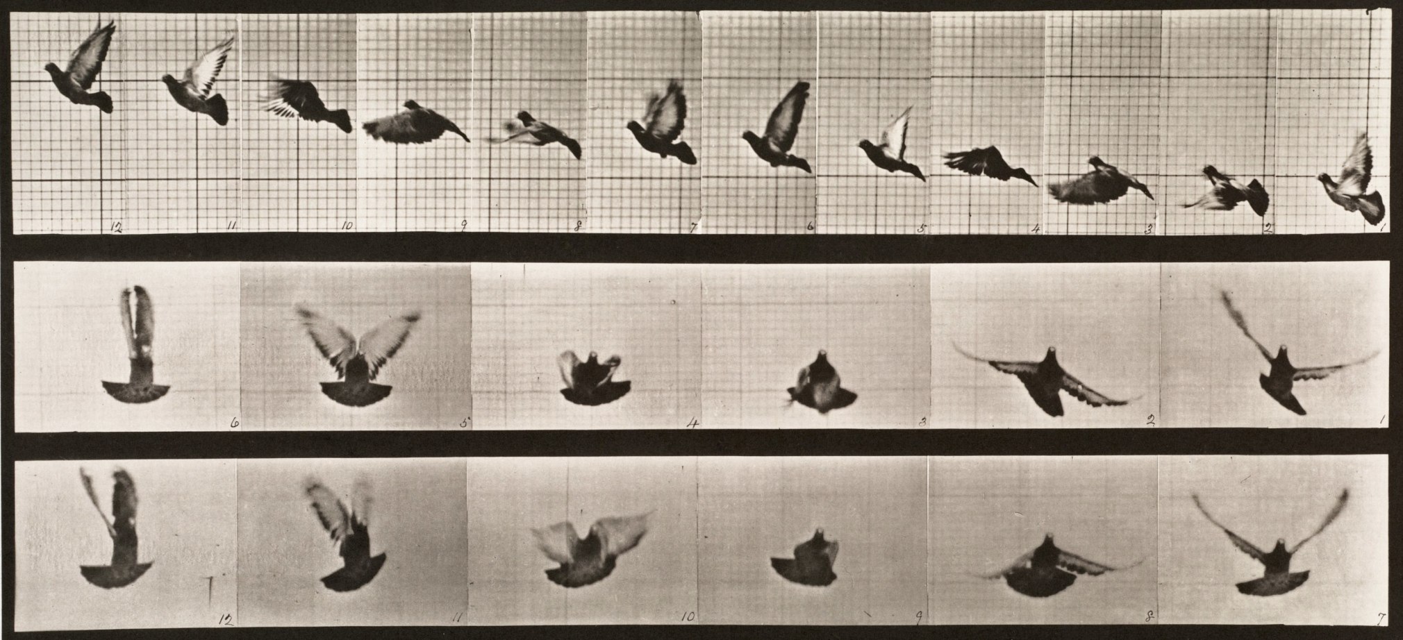 Sequence of black and white photos showing the movements of a pigeon fling and flapping its wings in front of a gridded background