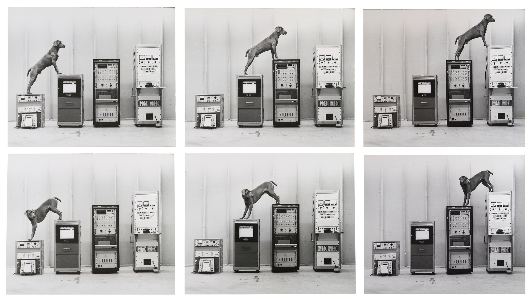 William Wegman,&nbsp;Ray-O-Vac, 1973.