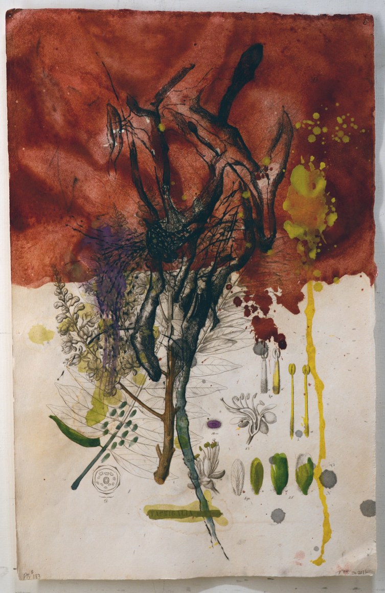 NUGENT-Bob_Flora Brasiliensis #183_19.25x12_s