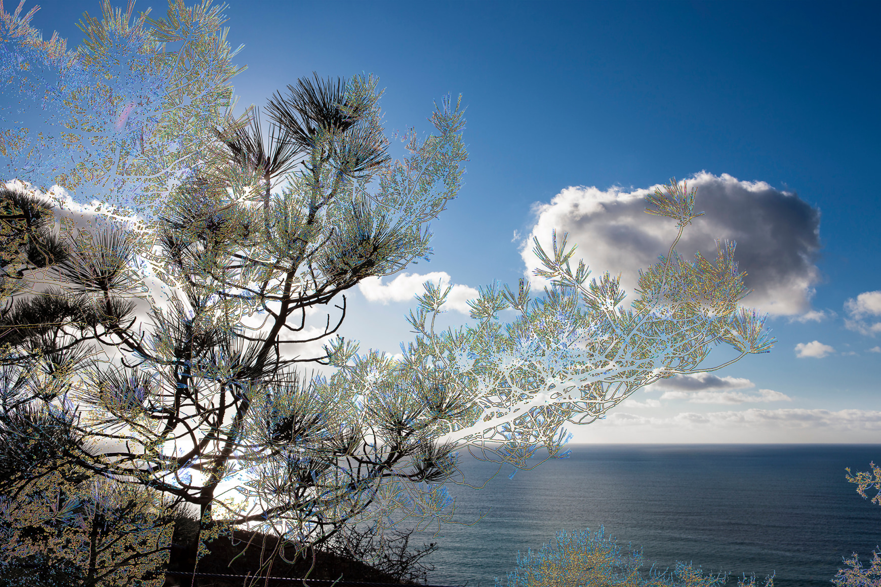 PAXTON_Torrey-Pines-4788_48x72_sW_