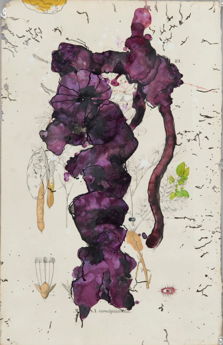 NUGENT-Bob_Flora Brasiliensis #31_19.65x12.5