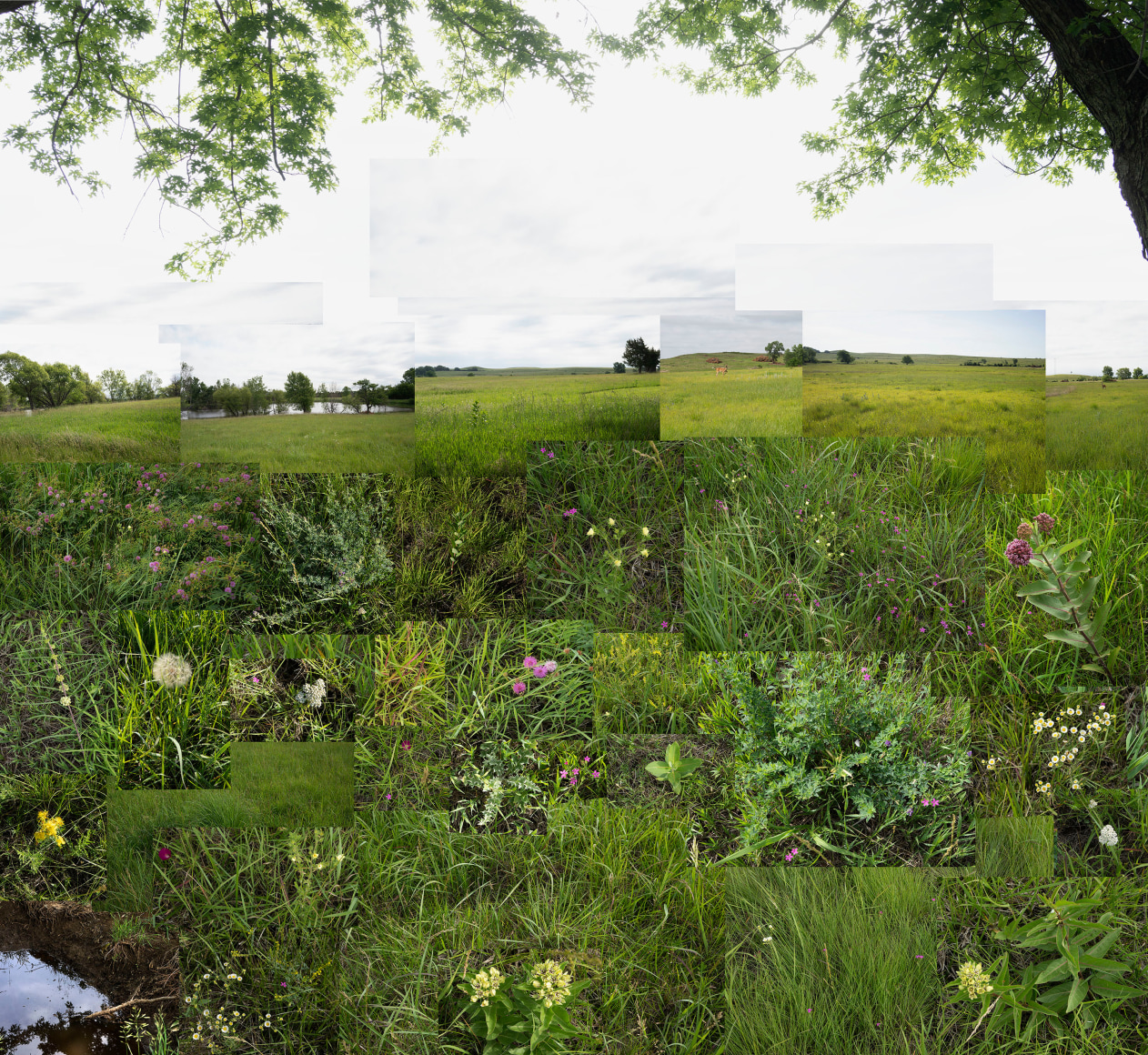 Terry Evans, The Hay Meadow, Central Kansas, June, 2022. Archival pigment print, 41 x 43 1/4 inches.