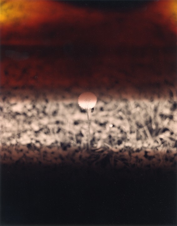 Bryan Graf,&nbsp;Process Interchange Format #7, 2009, from the series&nbsp;WIldlife Analysis. Chromogenic print, 10 x 8 inches.