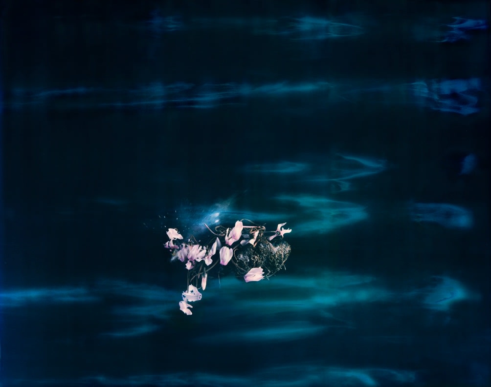 Cyclamen 06P, 2018. Archival pigment print, 26&nbsp;3/4 x 34&nbsp;inches.&nbsp;