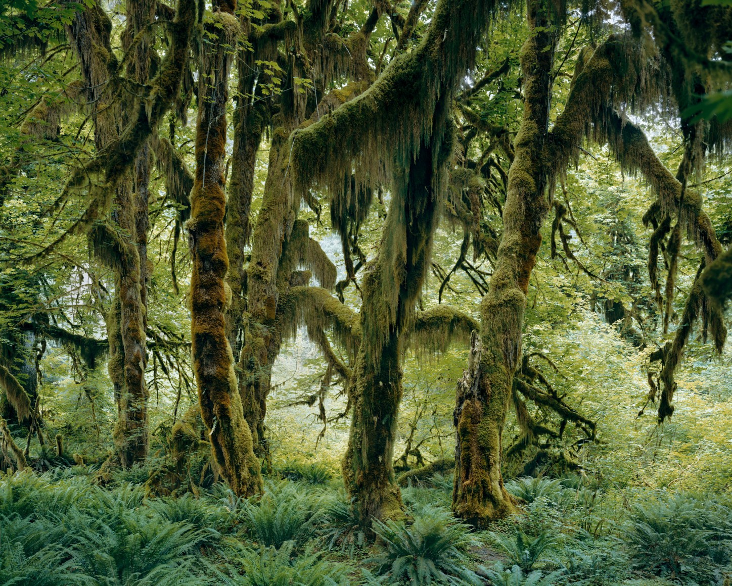 Mitch Epstein, Maple Glade, Hoh Rain Forest, Olympic National Park, Washington, 2017. Archival pigment print, 36 x 45 inches.