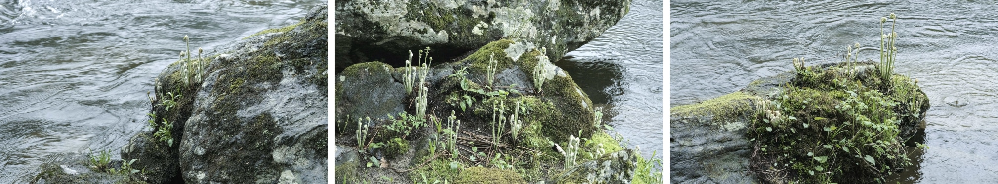 Mitch Epstein,&nbsp;Forest Waves, three-channel video installation with soundtrack, 25 minutes, looped, 2024.