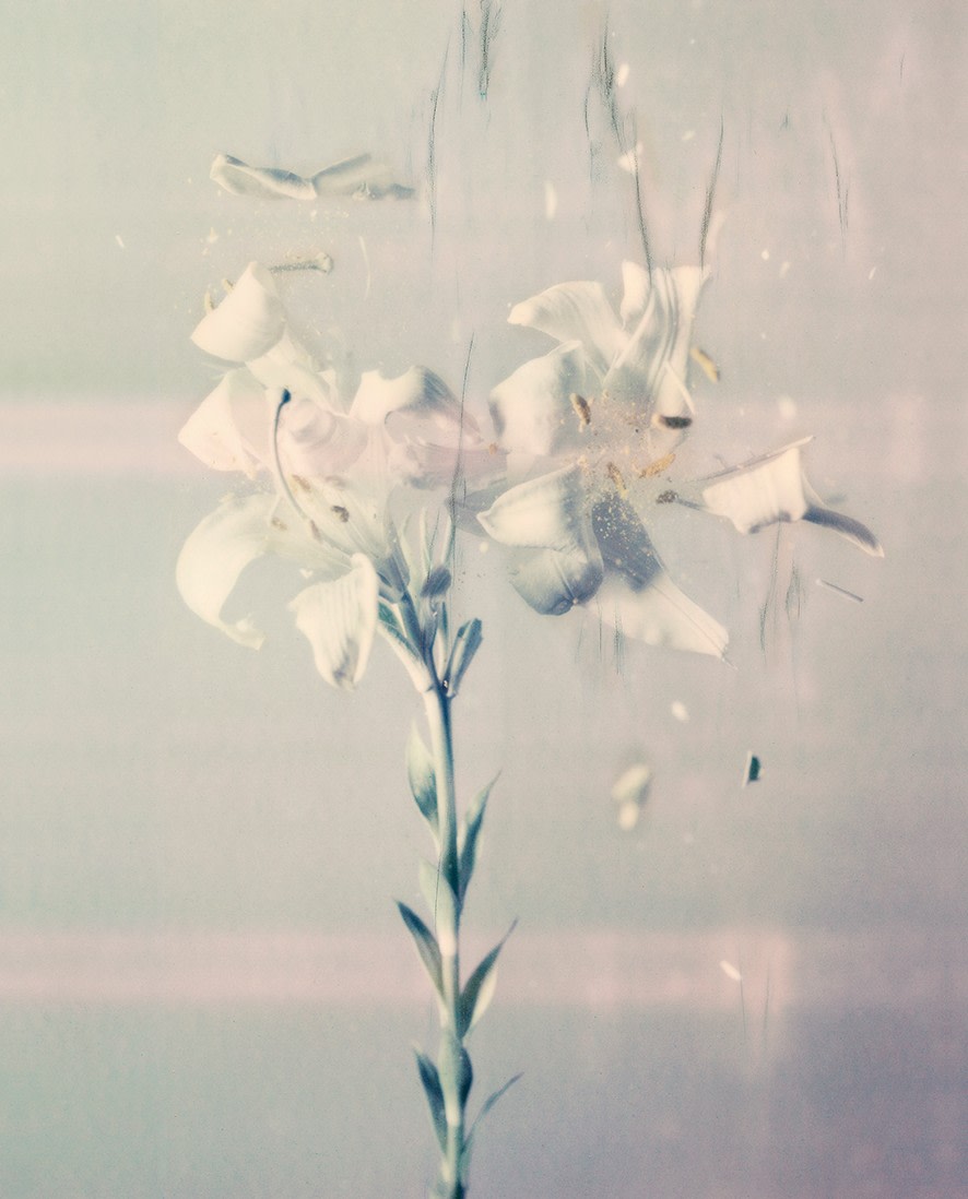 Lilium Candidum 03P, 2018. Archival pigment print, 31 1/2 x 25 3/8 inches.&nbsp;