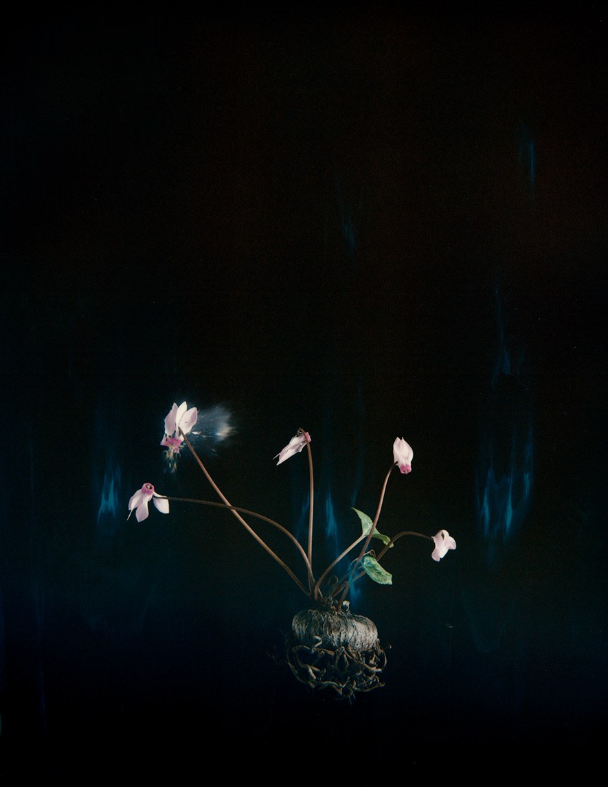 Cyclamen 03P, 2018. Archival pigment print, 12 1/4 x 9 7/8 inches.