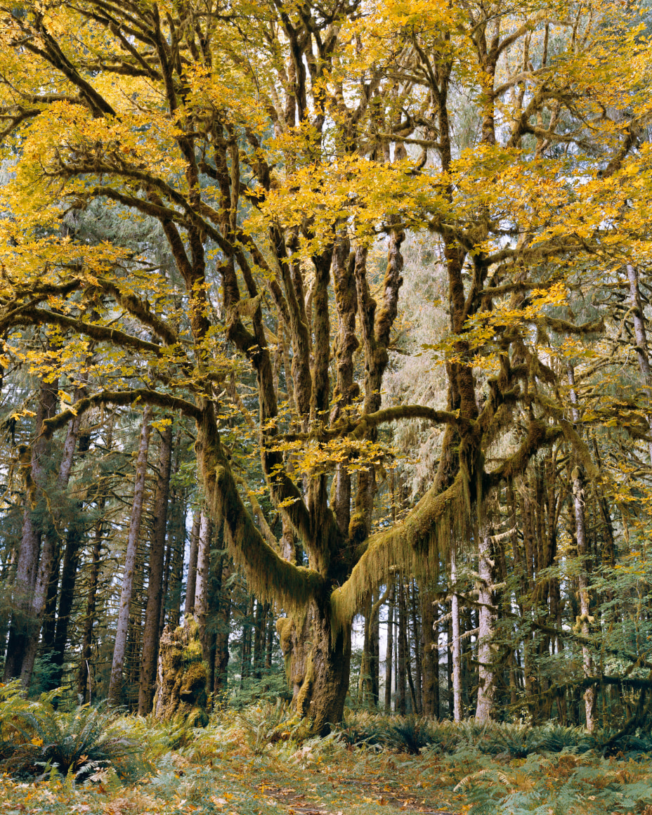 Mitch Epstein, Bigleaf Maple, Olympic National Park, Washington, 2021. Archival pigment print, image: 45 x 36 inches, frame: 45 3/4 x 36 3/4 inches.