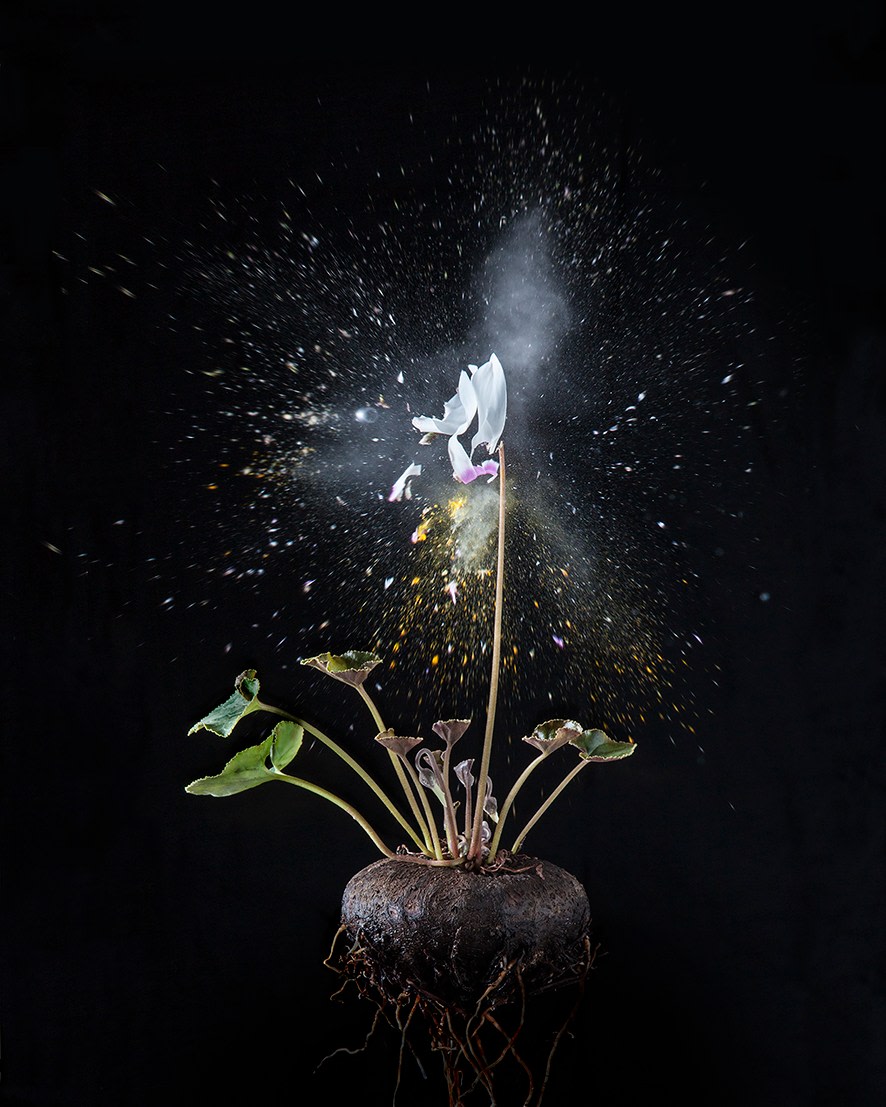 Cyclamen D01, 2018. Archival pigment print, 39 3/8&nbsp;x 31 1/2&nbsp;inches.