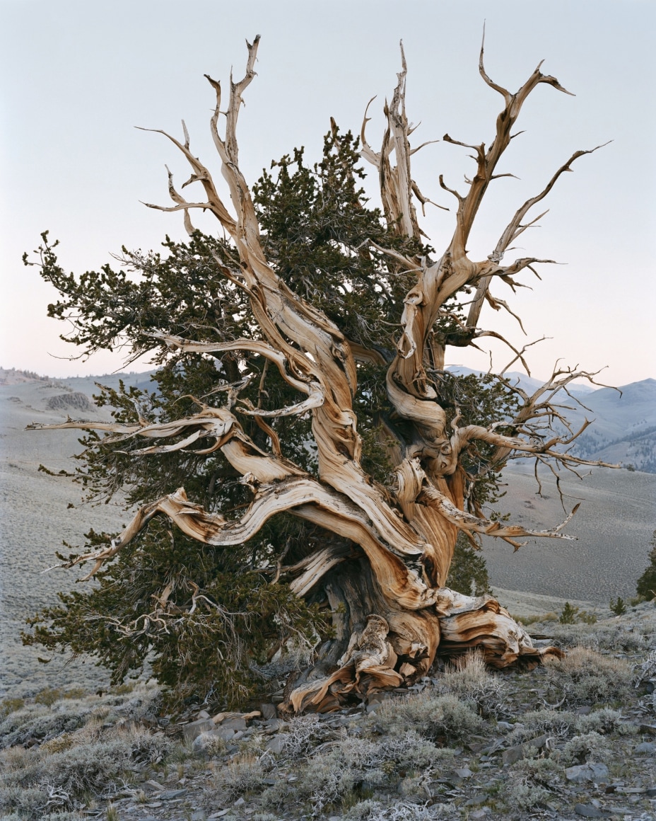 Mitch Epstein, Ancient Bristlecone Pine Forest, California, 2022. Archival pigment print, 45 3/4 x 36 3/4 inches.