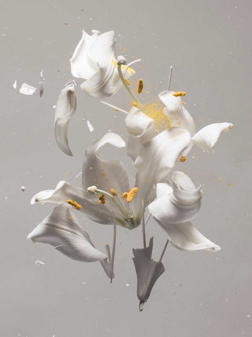 Lilium Candidum D01, 2018. Archival pigment print, 47 1/4 x 34 1/4 inches.