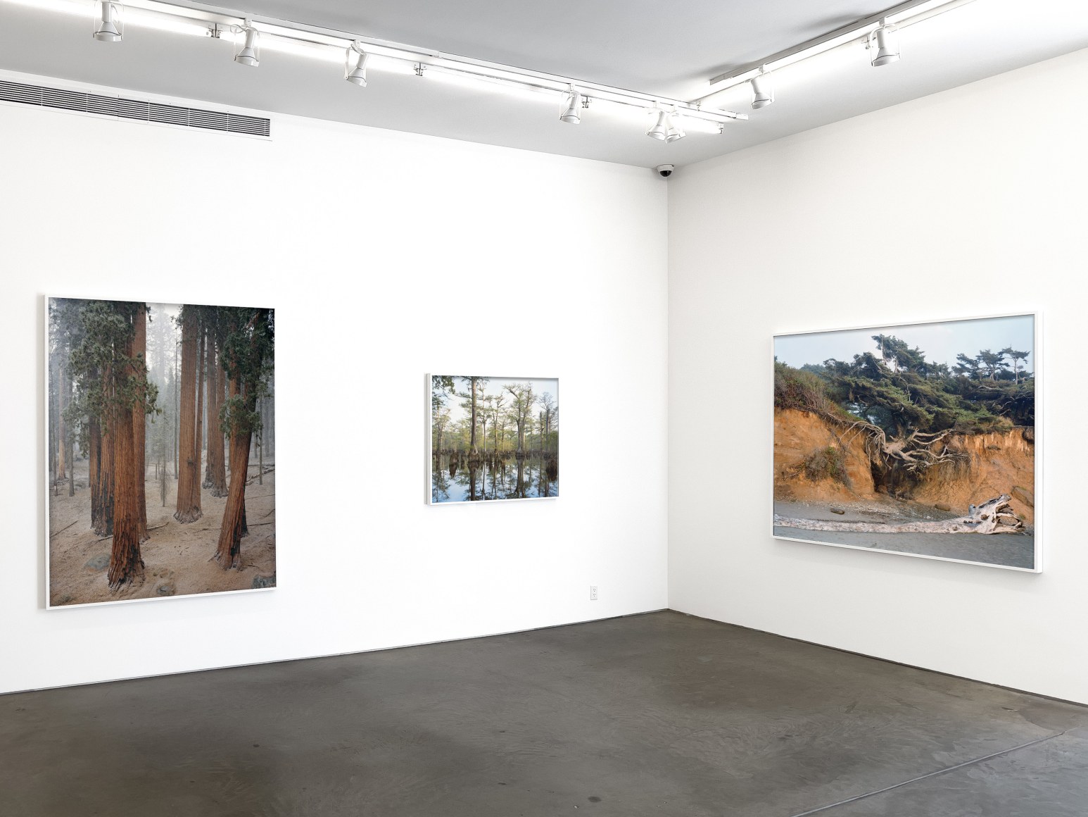 Installation view, MItch Epstein, Old Growth, Yancey Richardson Gallery, 2024.