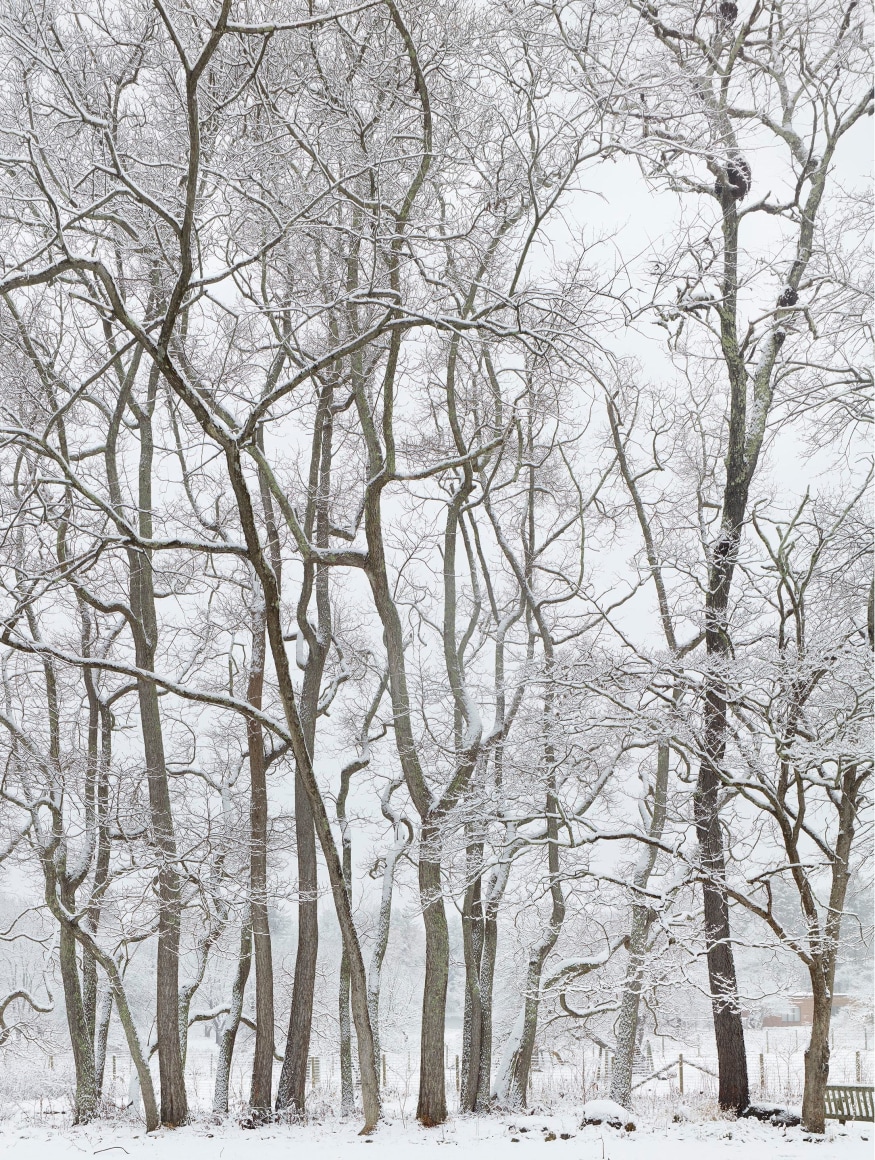 Andrew Moore,&nbsp;Richard&#039;s Grove, Stone Ridge, NY, 2022. Archival pigment print, 60 x 50 inches.