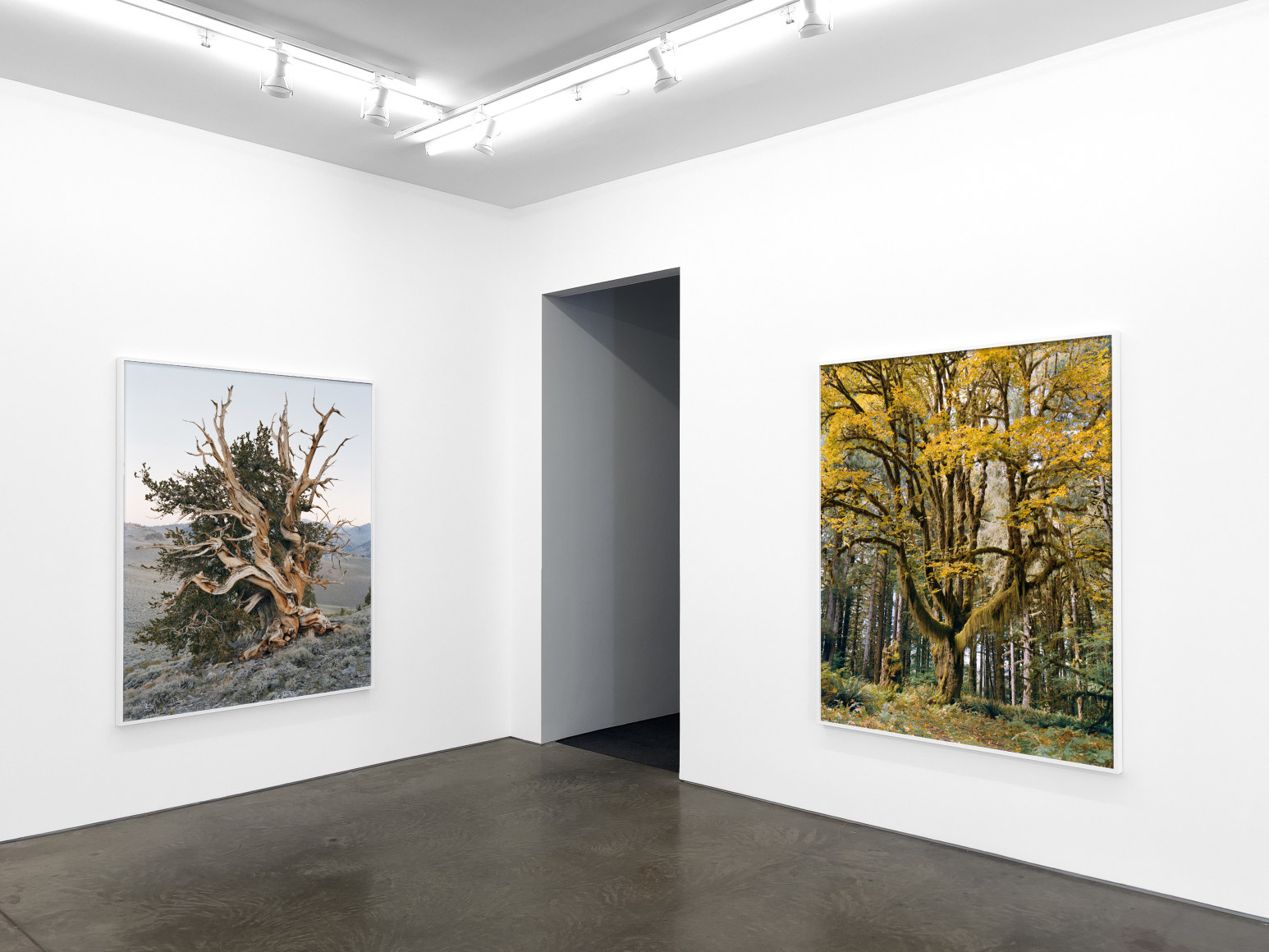Installation view, MItch Epstein, Old Growth, Yancey Richardson Gallery, 2024.